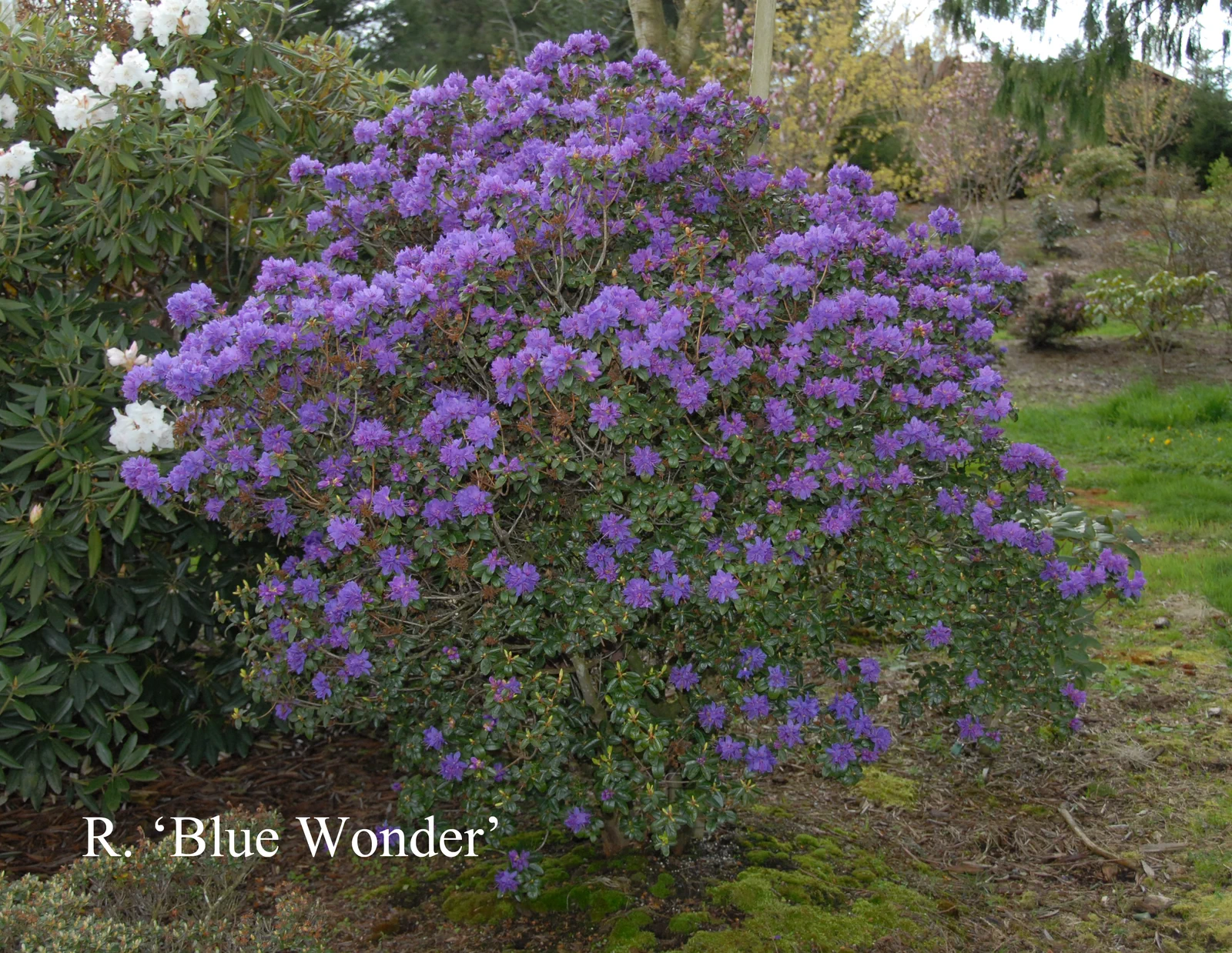 R. 'Blue Wonder' photo of R. 'Blue Wonder'. Location: Fearing's Farm Nursery, Abbotsford, BC, Canada. Photo by: Harold Fearing