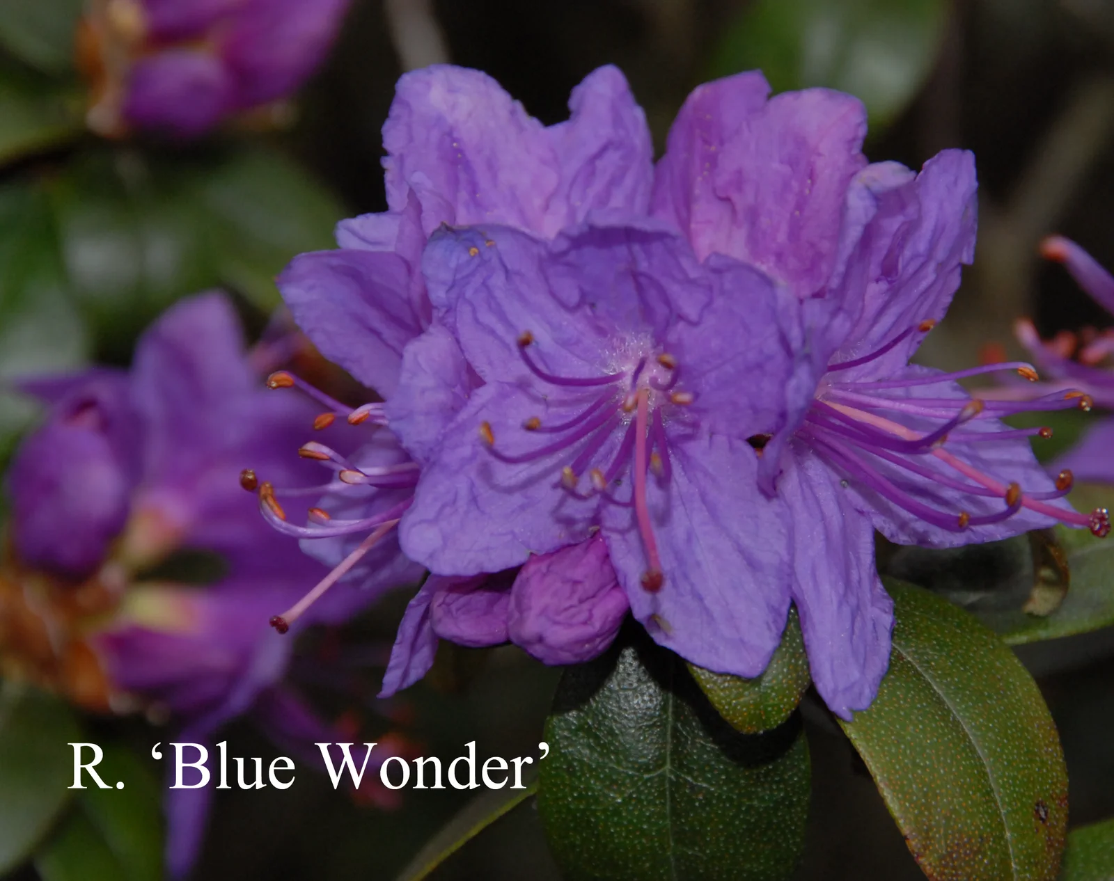 R. 'Blue Wonder' photo of R. 'Blue Wonder'. Location: Fearing's Farm Nursery, Abbotsford, BC, Canada. Photo by: Harold Fearing
