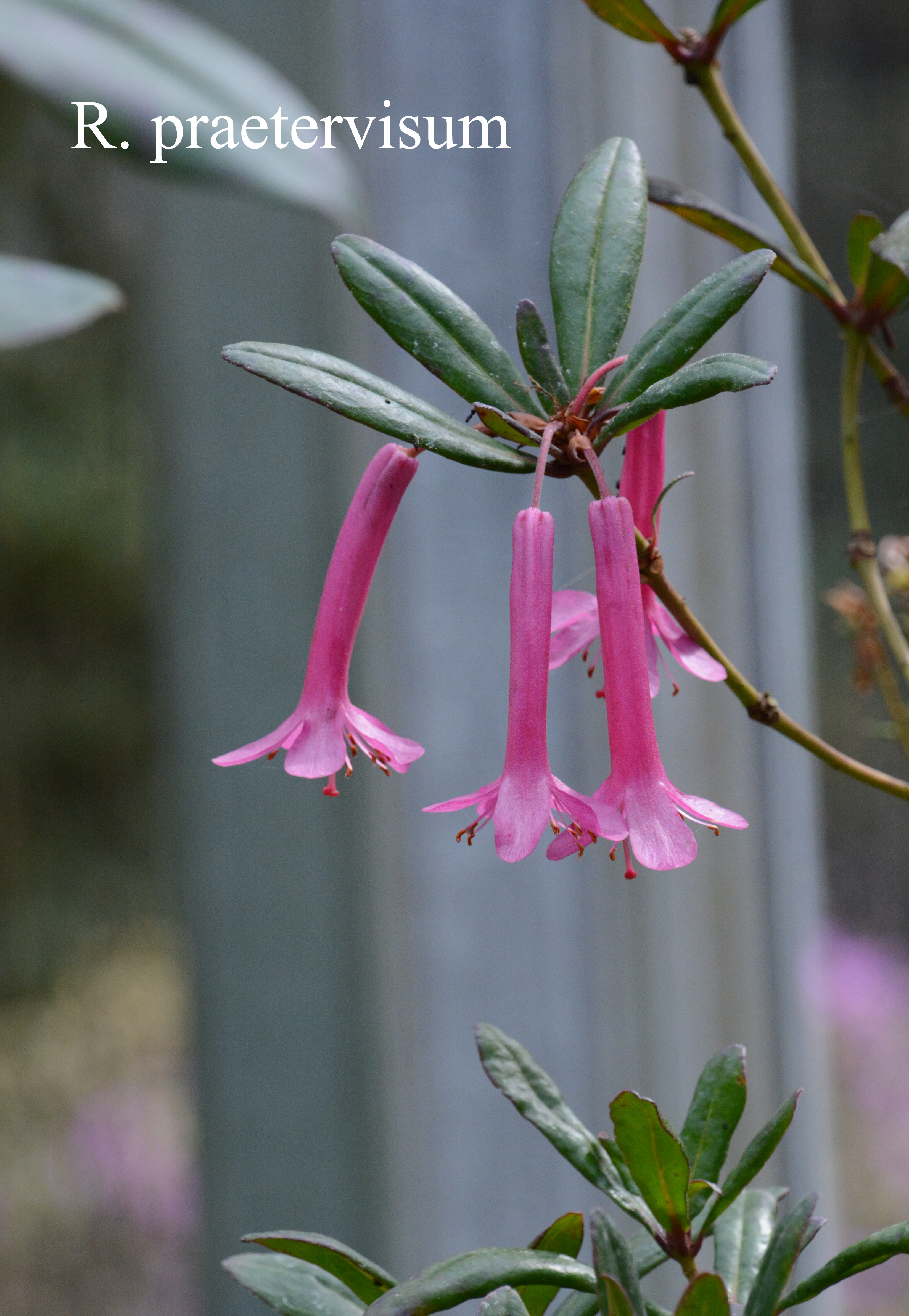 Rhododendron praetervisum photo