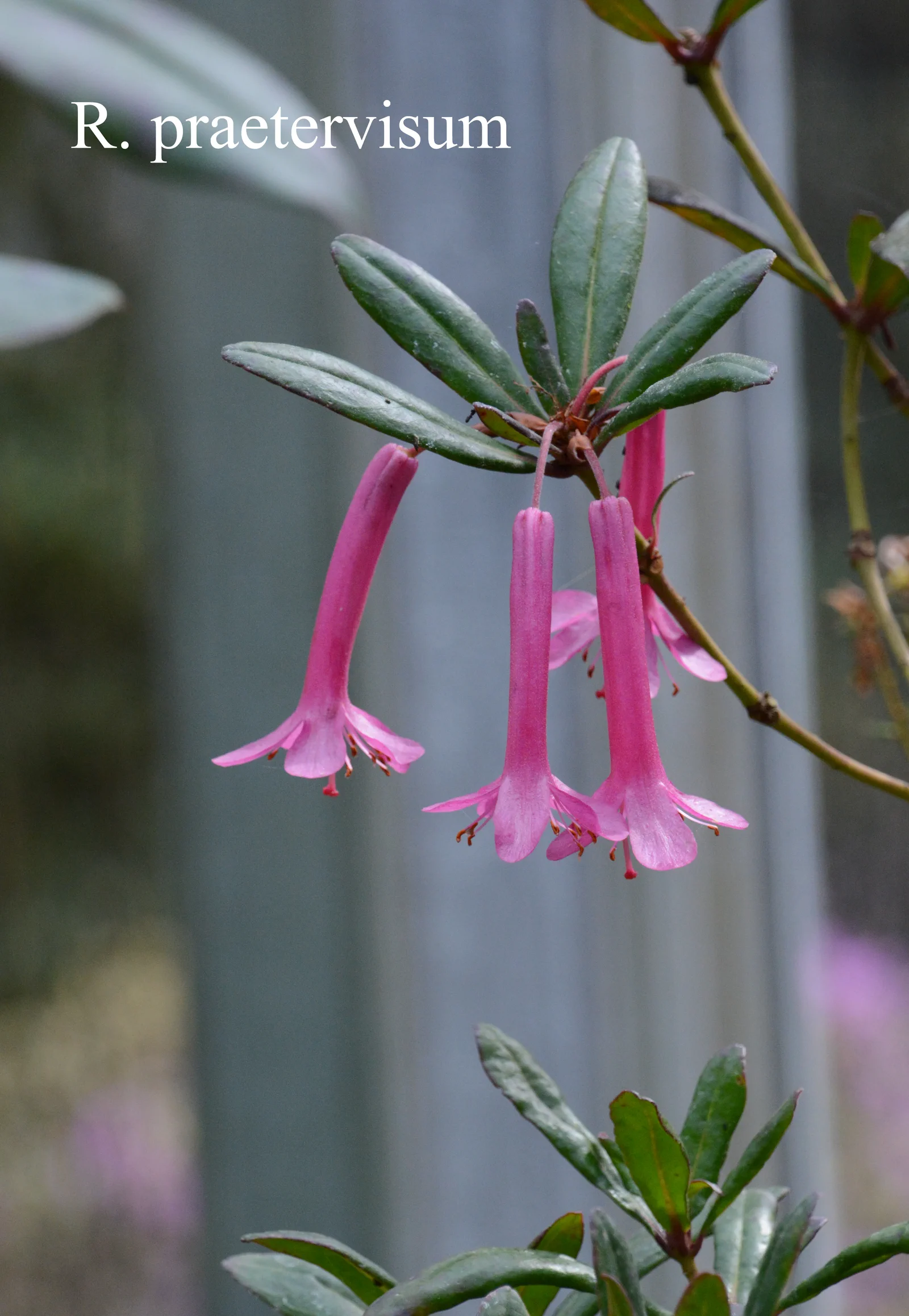 R. praetervisum photo of R. praetervisum. vireya. Location: Fearing's Farm Nursery, Abbotsford, BC, Canada. Photo by: Harold Fearing