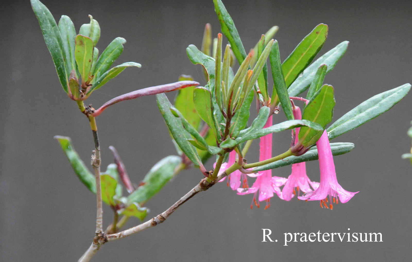 R. praetervisum photo of R. praetervisum. Location: Fearing's Farm Nursery, Abbotsford, BC, Canada. Photo by: Harold Fearing