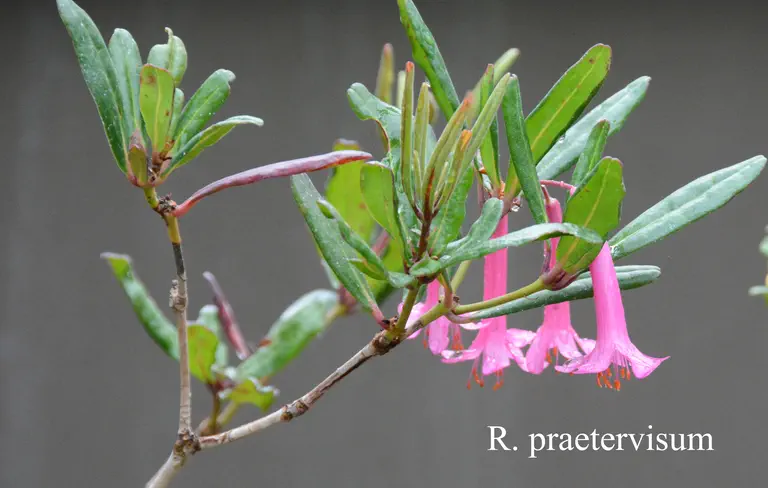 Photo of R. praetervisum, Species