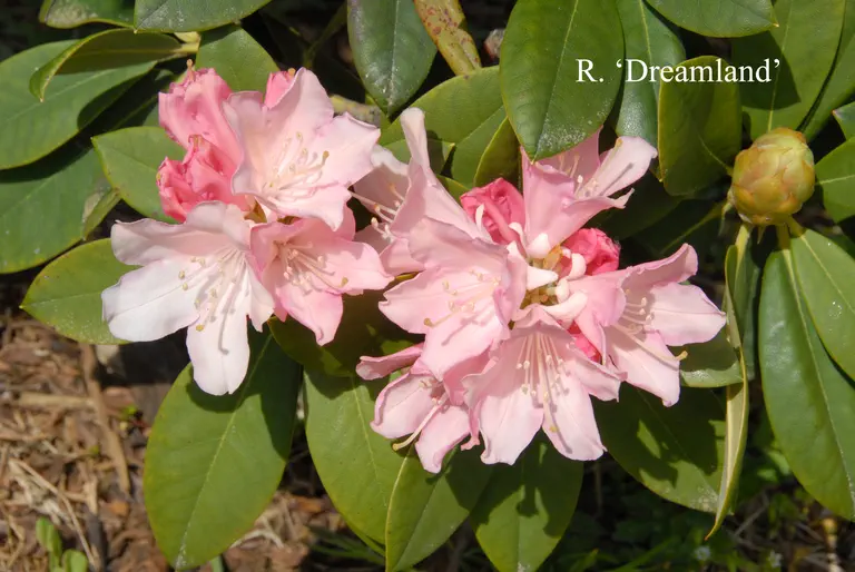 Photo of R. 'Dreamland', Rhododendron Hybrid