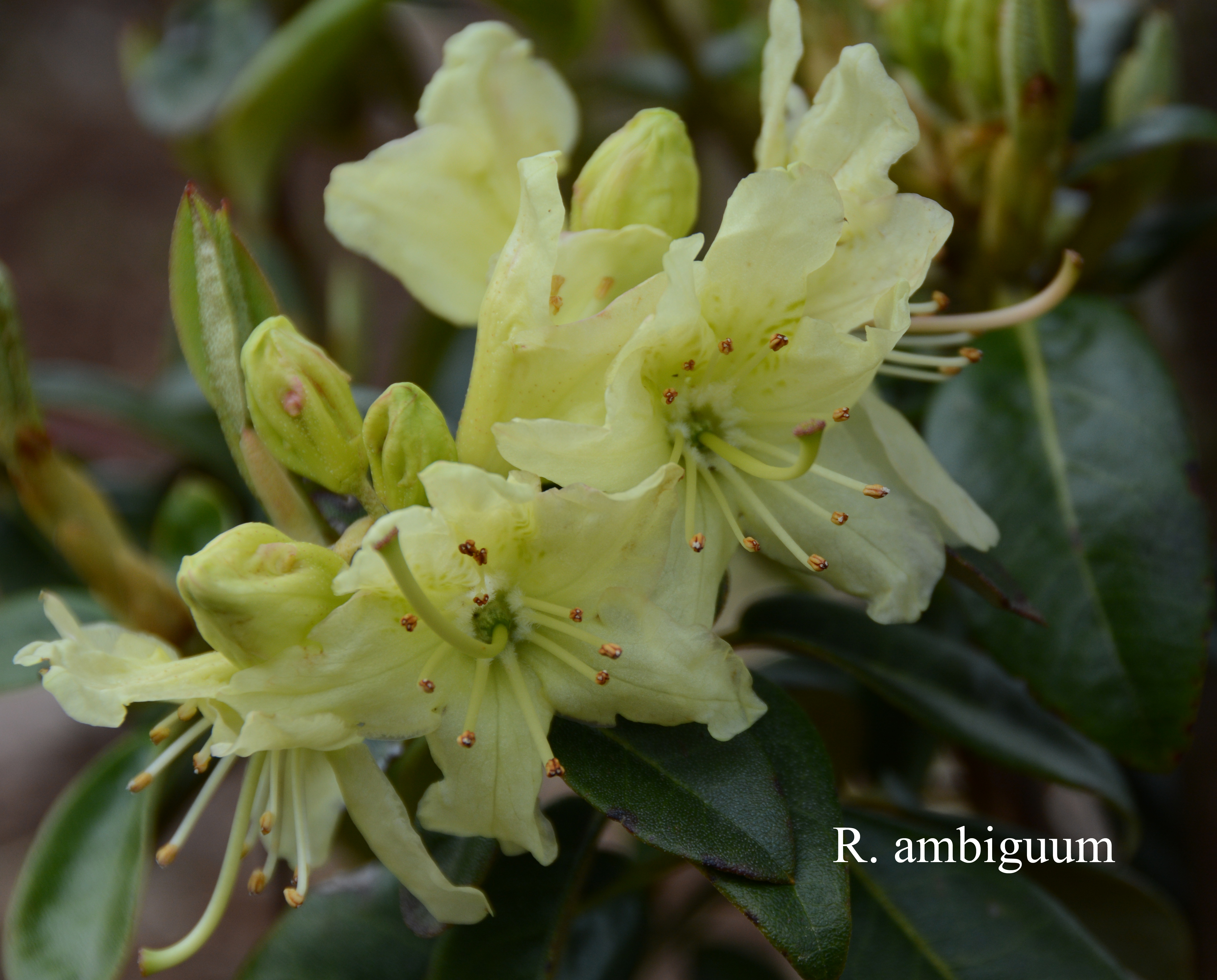 Rhododendron ambiguum photo