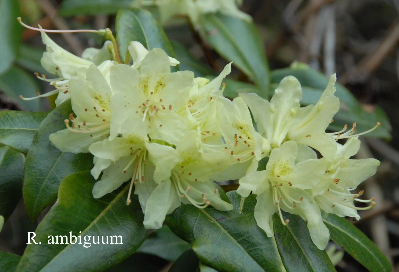 R. ambiguum photo of R. ambiguum. Location: Fearing's Farm Nursery, Abbotsford, BC, Canada. Photo by: Harold Fearing