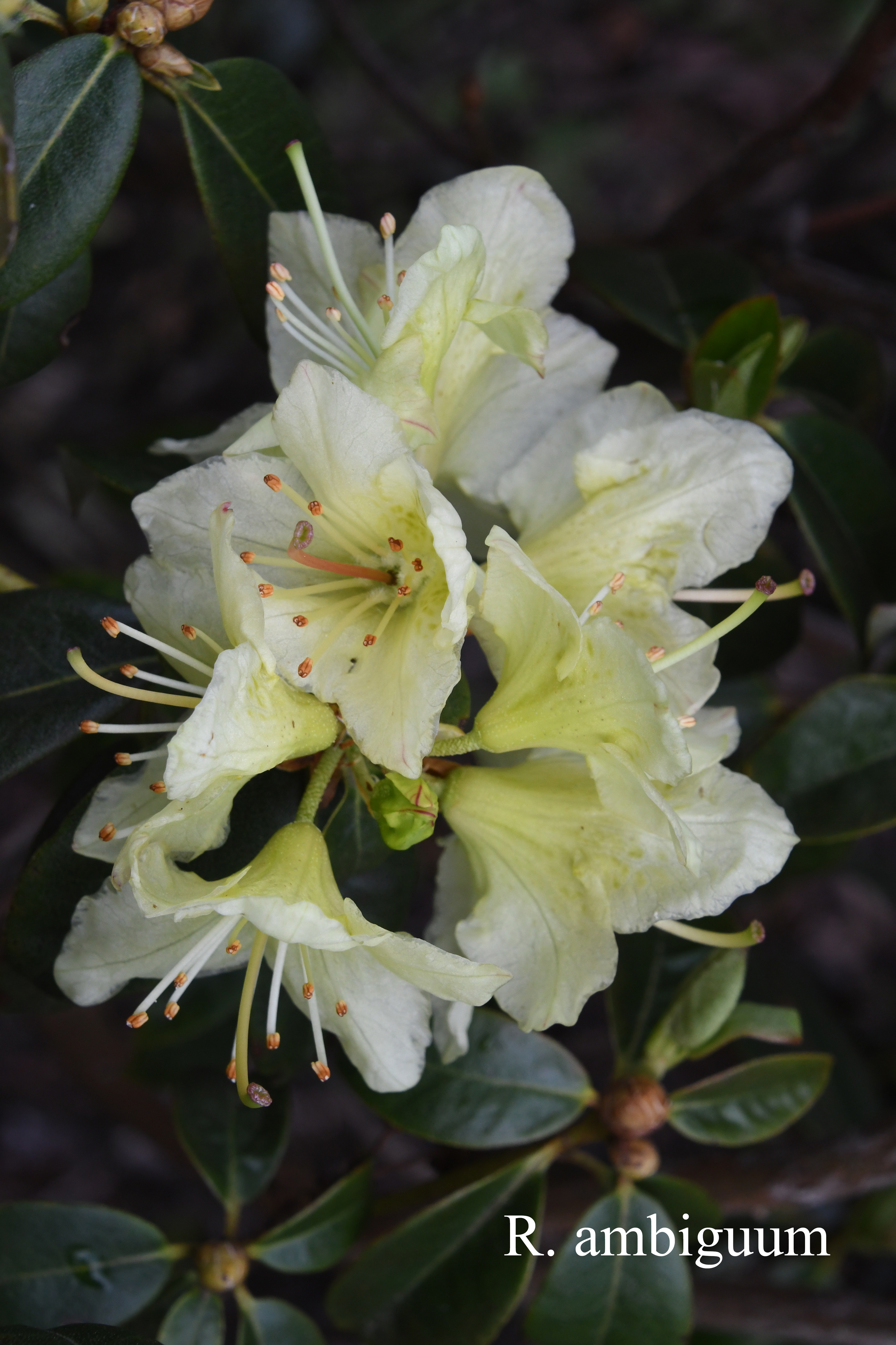 Rhododendron ambiguum photo