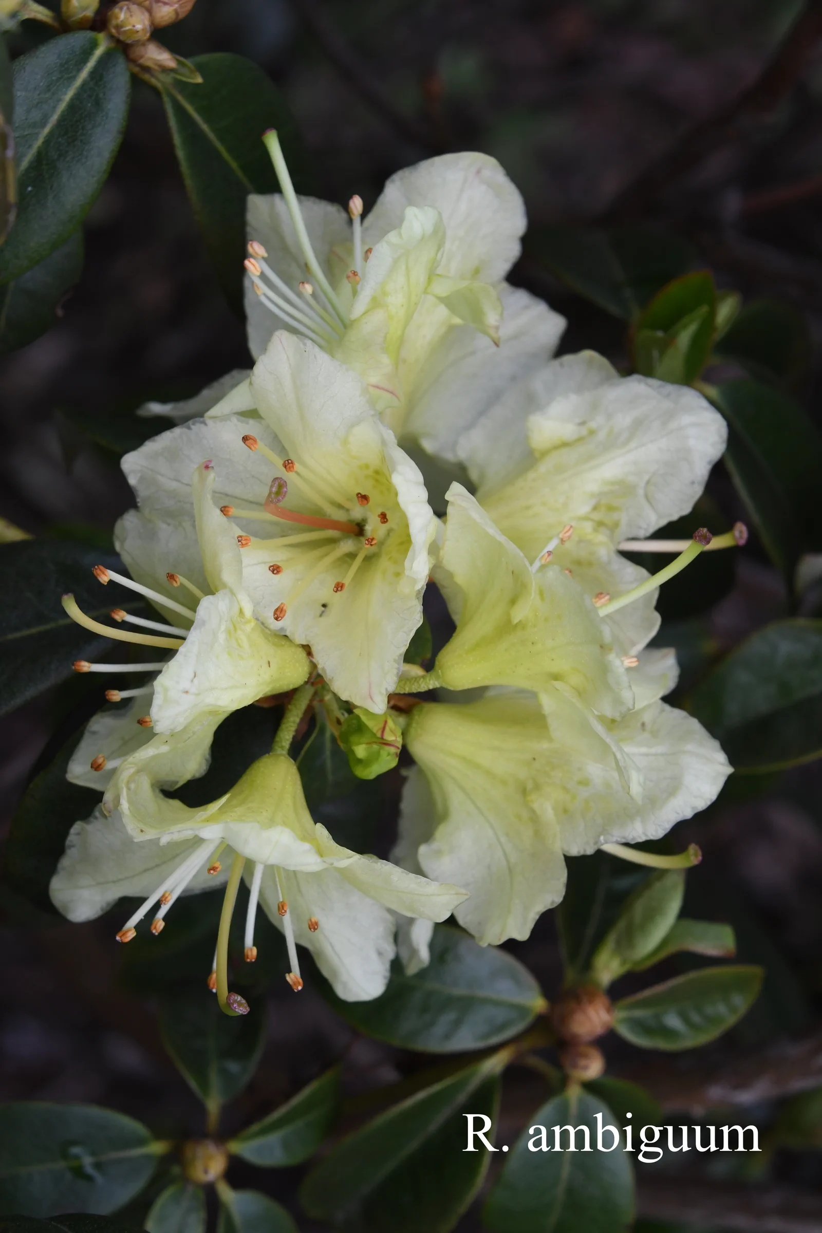 R. ambiguum photo of R. ambiguum. Location: Fearing's Farm Nursery, Abbotsford, BC, Canada. Photo by: Harold Fearing