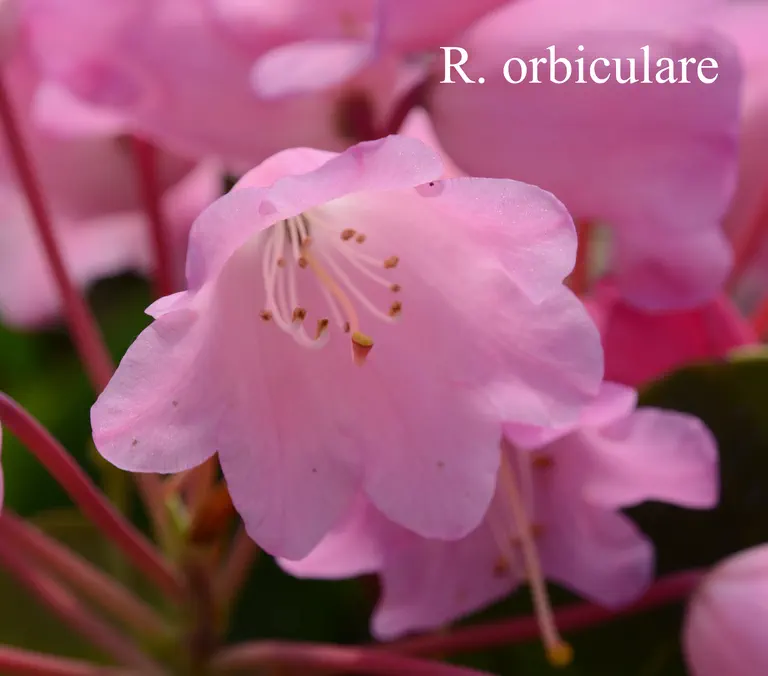 Photo of R. orbiculare ssp orbiculare, Species