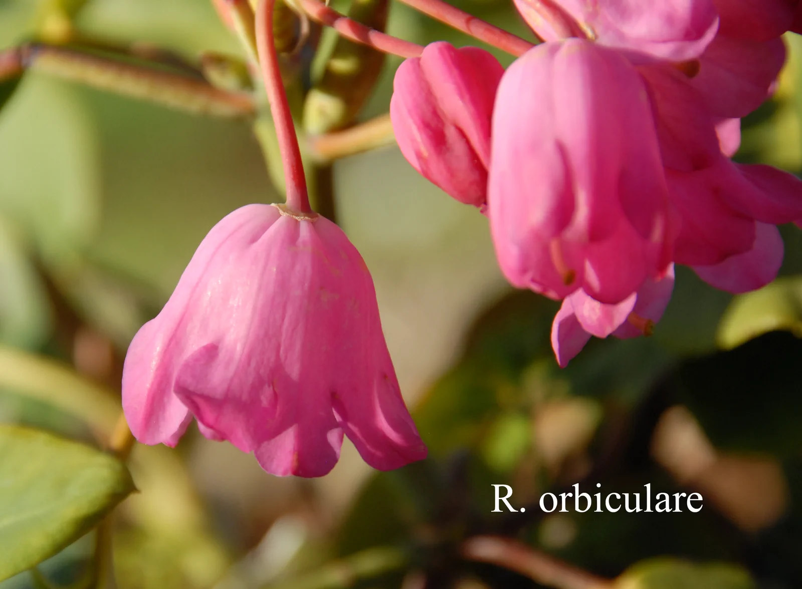 R. orbiculare ssp orbiculare photo of R. orbiculare ssp orbiculare. Location: Fearing's Farm Nursery, Abbotsford, BC, Canada. Photo by: Harold Fearing