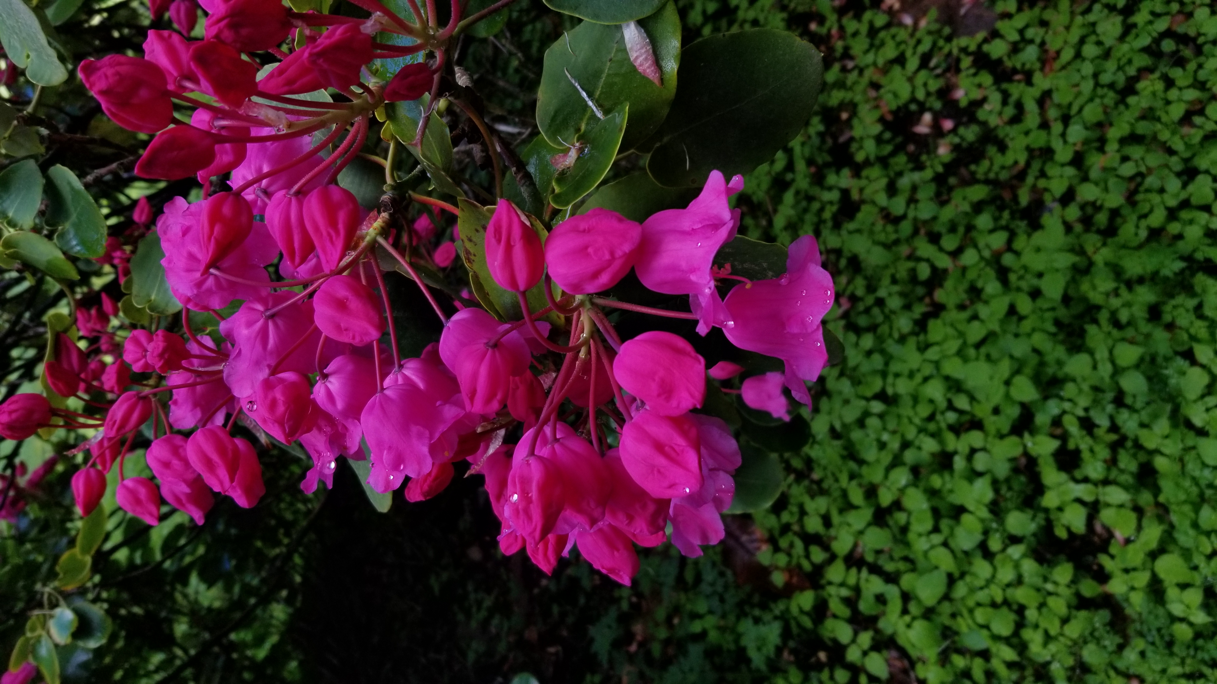 Rhododendron orbiculare ssp orbiculare photo