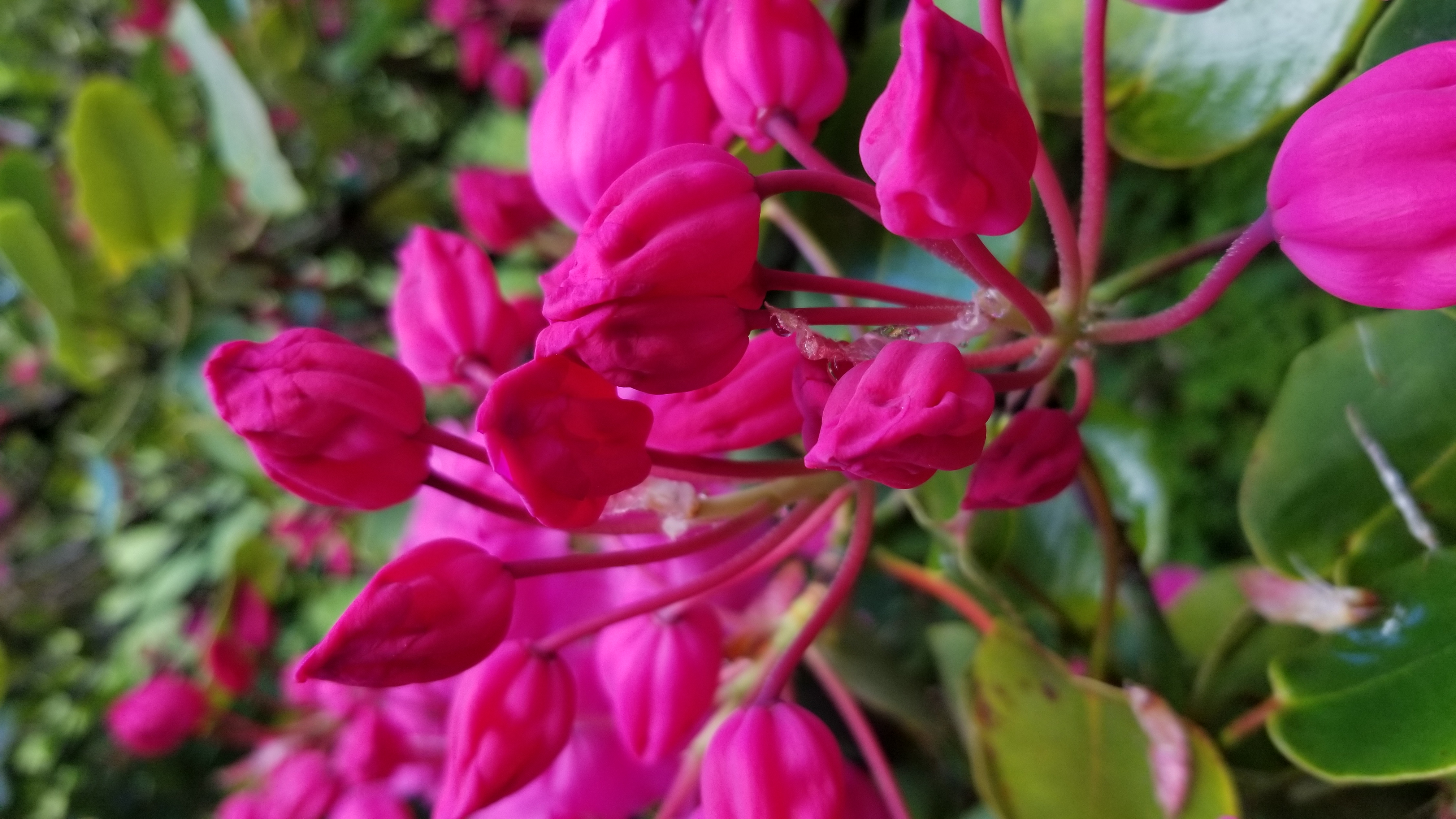Rhododendron orbiculare ssp orbiculare photo