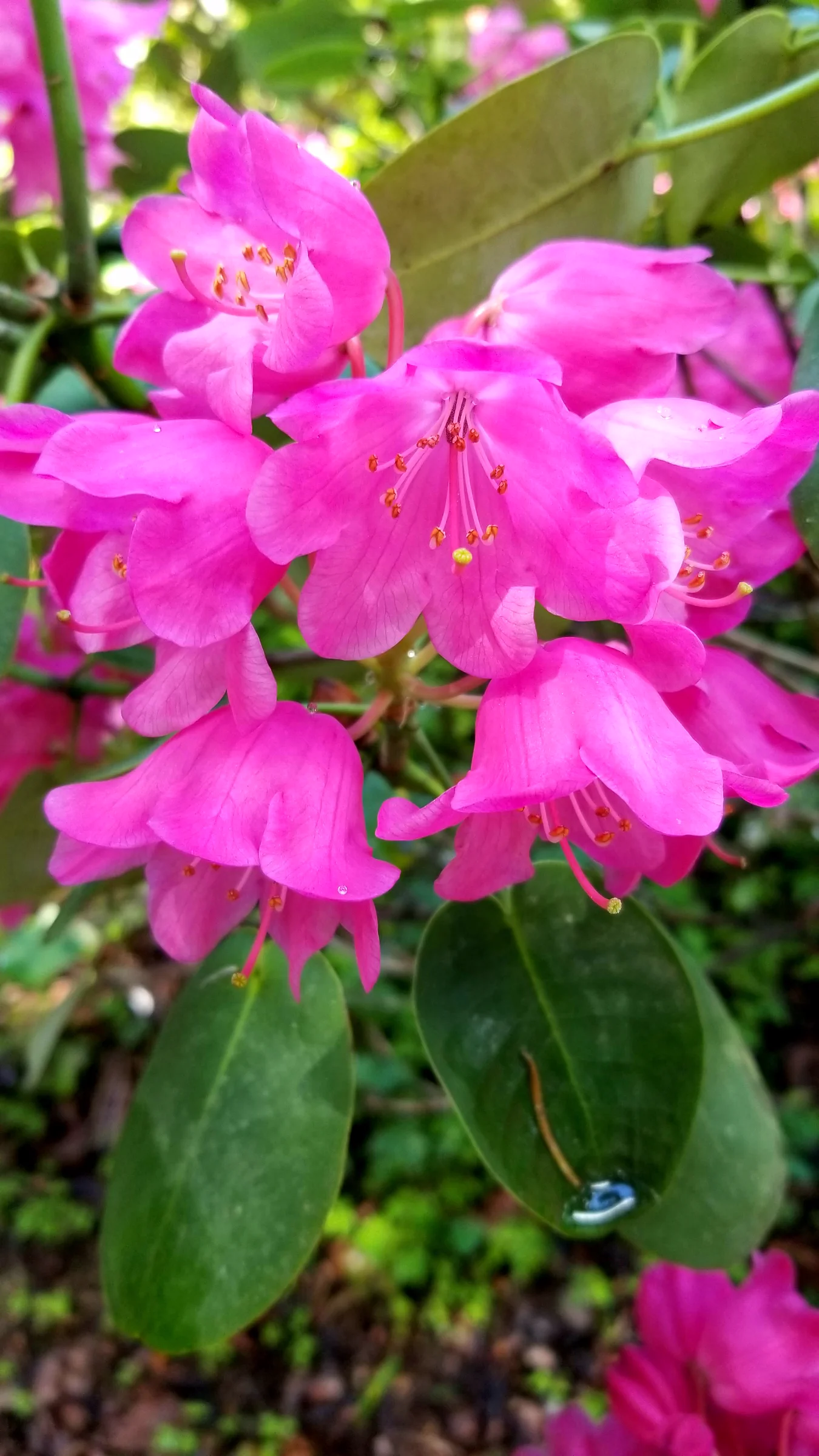 R. orbiculare ssp orbiculare photo of R. orbiculare ssp orbiculare. R. orbiculare flowers.. Location: Rhododendron Species Botanical Garden. Photo by: Thatrhodylady