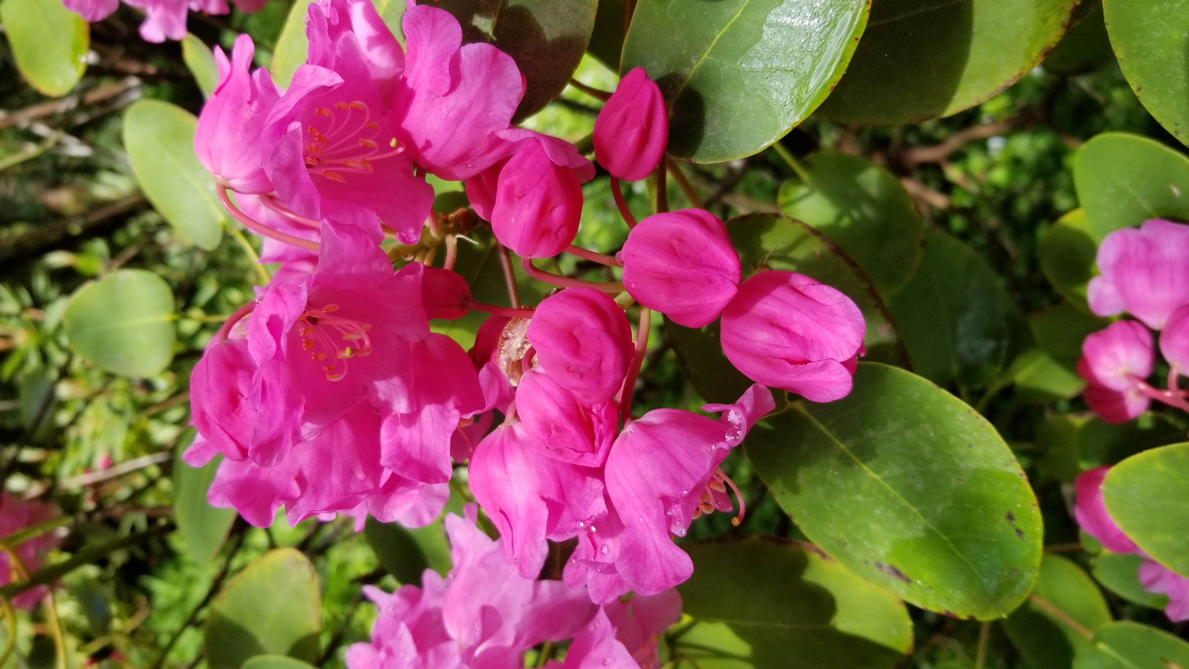 Rhododendron orbiculare ssp orbiculare photo