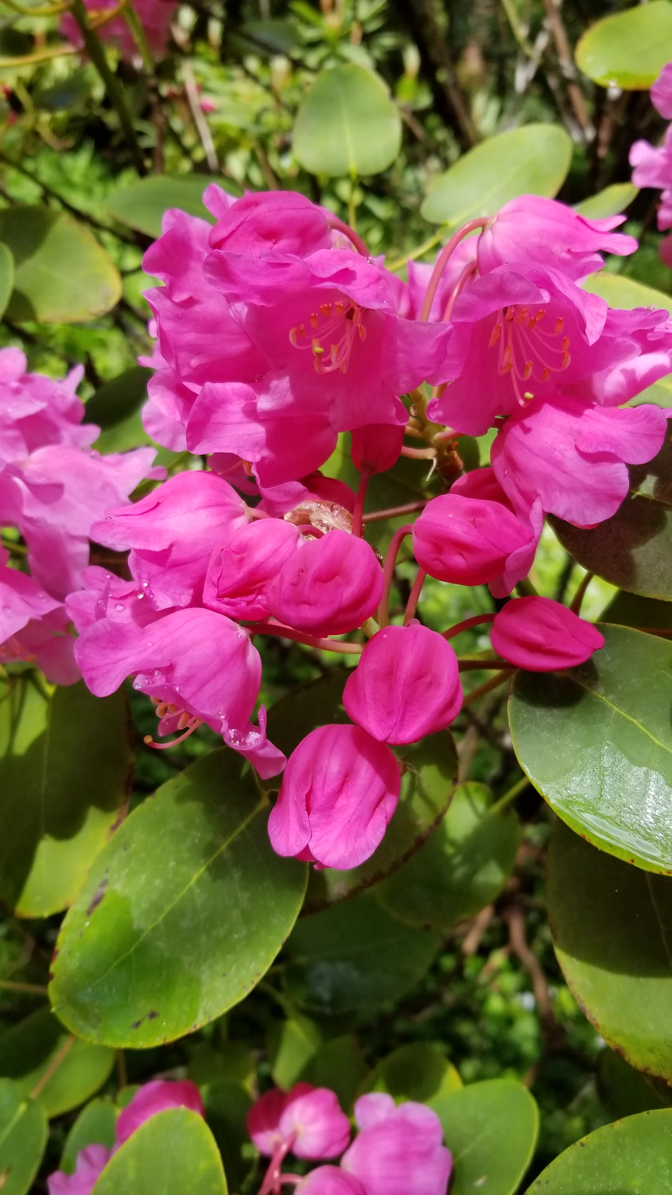 R. orbiculare ssp orbiculare photo of R. orbiculare ssp orbiculare. R. orbiculare flowers. Location: Rhododendron Species Botanical Garden. Photo by: Thatrhodylady
