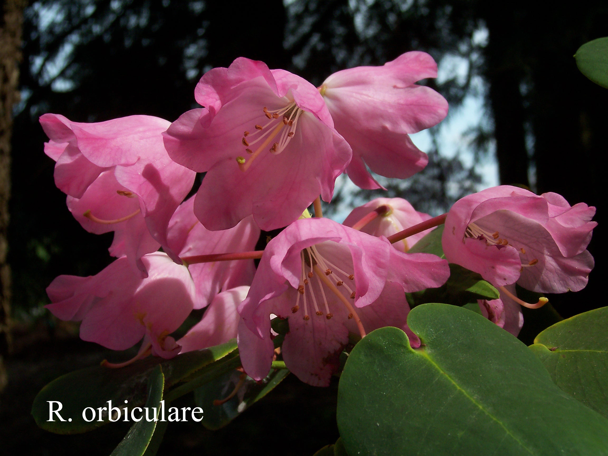 Rhododendron orbiculare ssp orbiculare photo