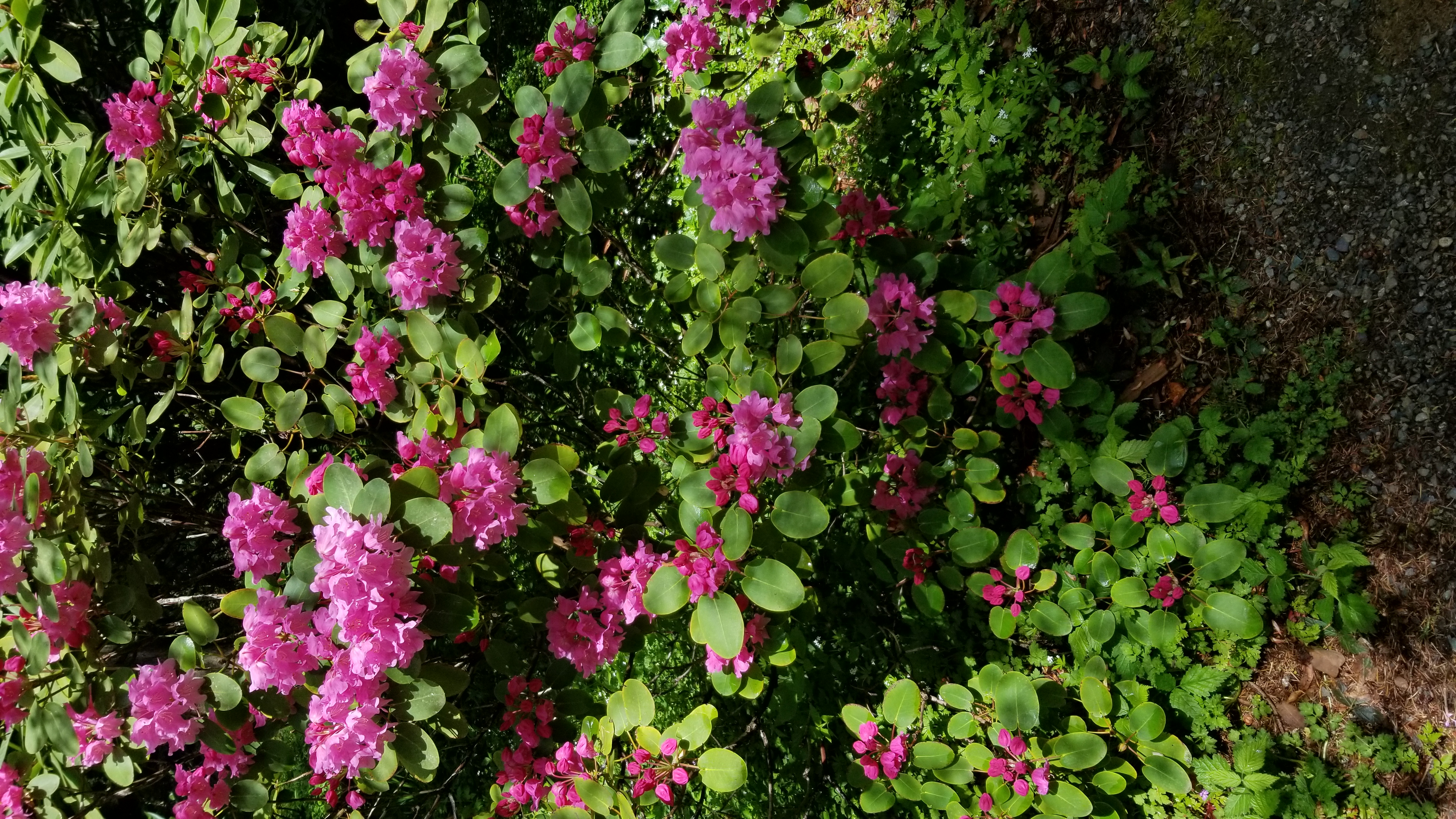 Rhododendron orbiculare ssp orbiculare photo