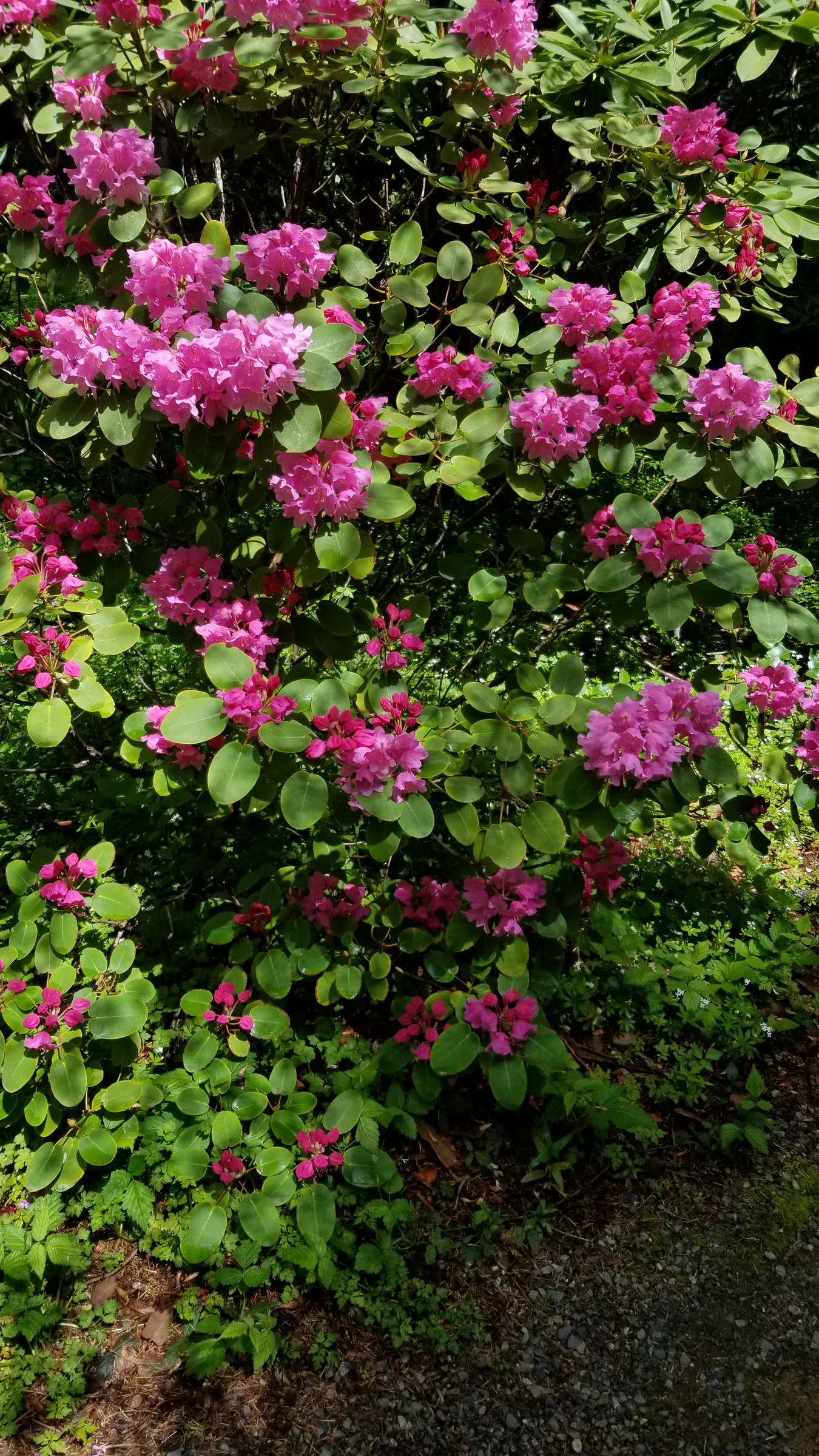 R. orbiculare ssp orbiculare photo of R. orbiculare ssp orbiculare. R. orbiculare large shrub 3m (10ft) tall.. Location: Rhododendron Species Botanical Garden. Photo by: Thatrhodylady