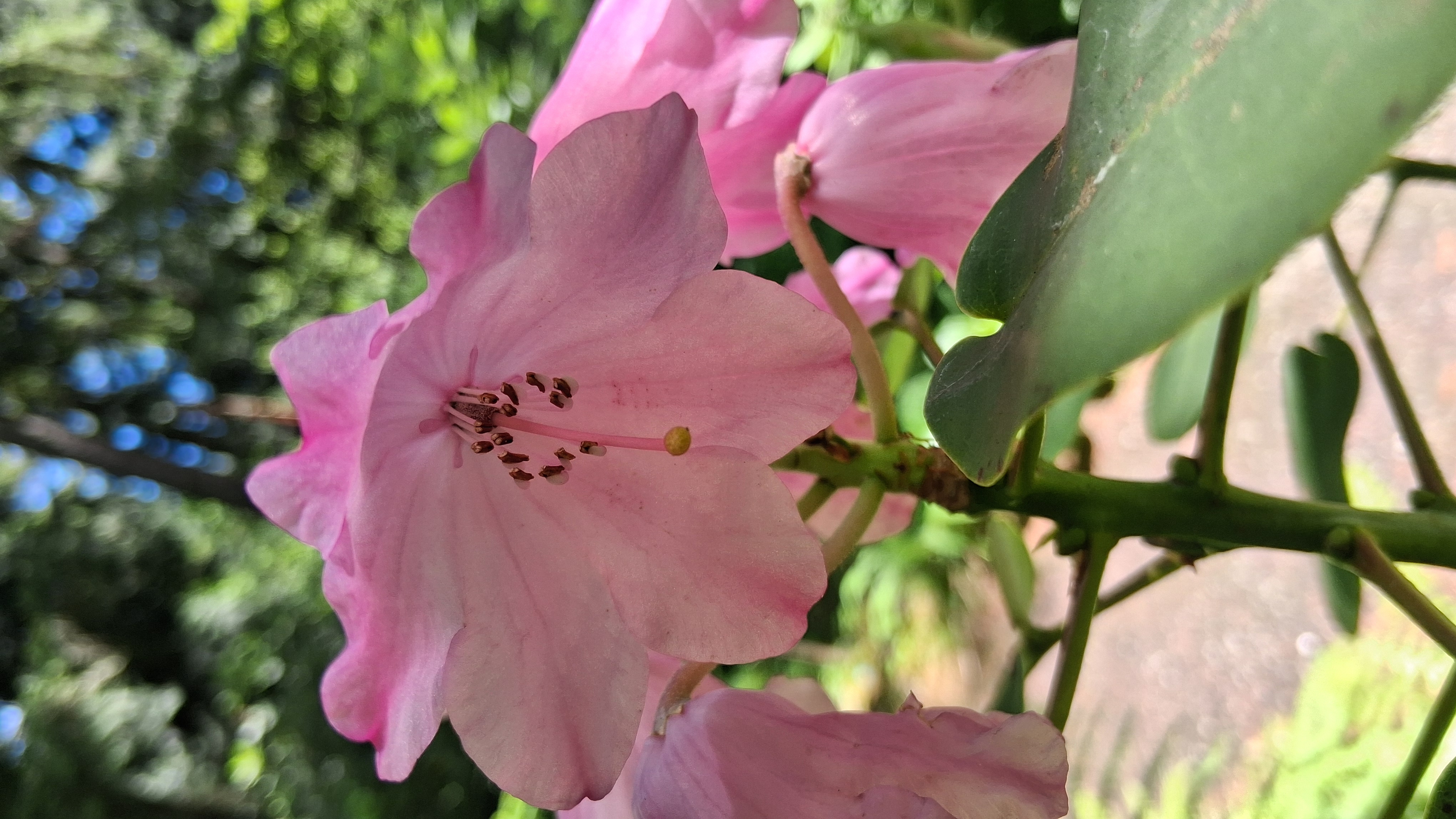 Rhododendron orbiculare ssp orbiculare photo