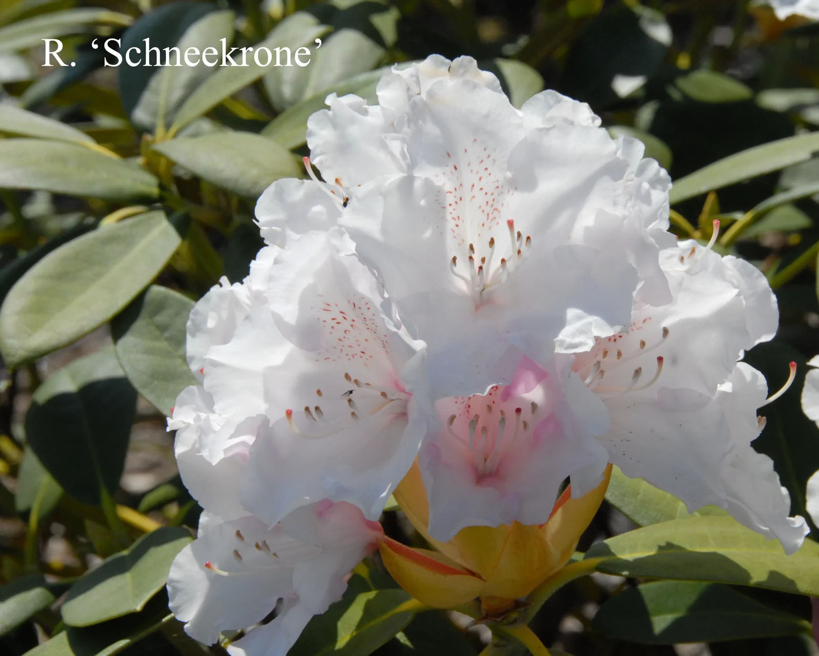 R. 'Schneekrone' photo of R. 'Schneekrone'. Location: Fearing's Farm Nursery, Abbotsford, BC, Canada. Photo by: Harold Fearing