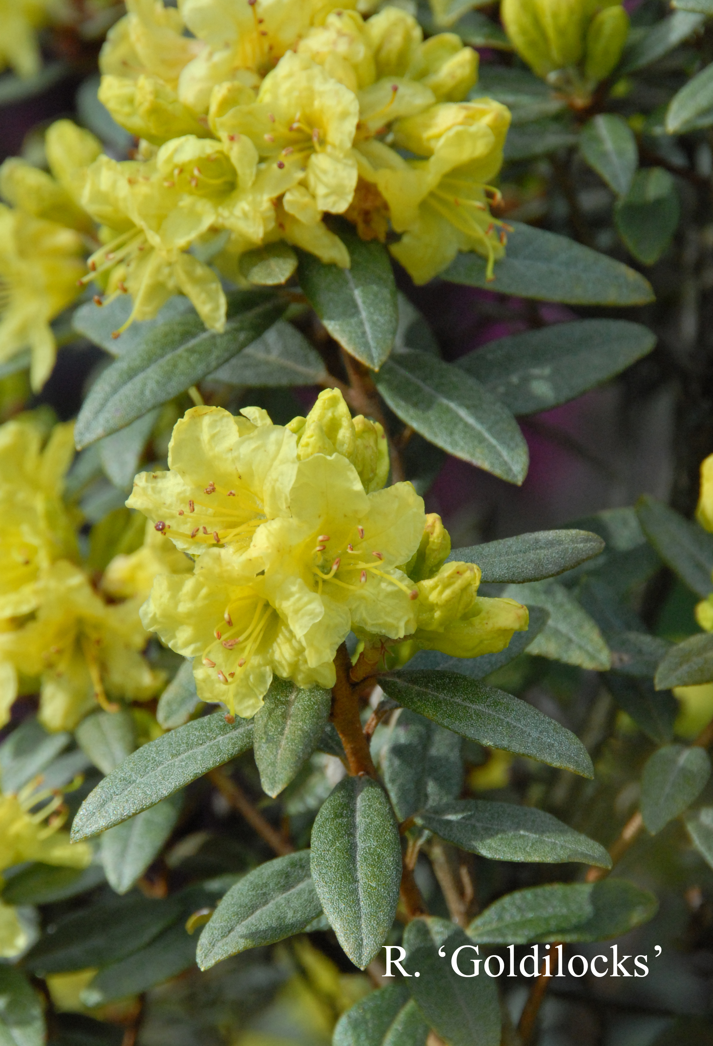 Rhododendron Goldilocks photo