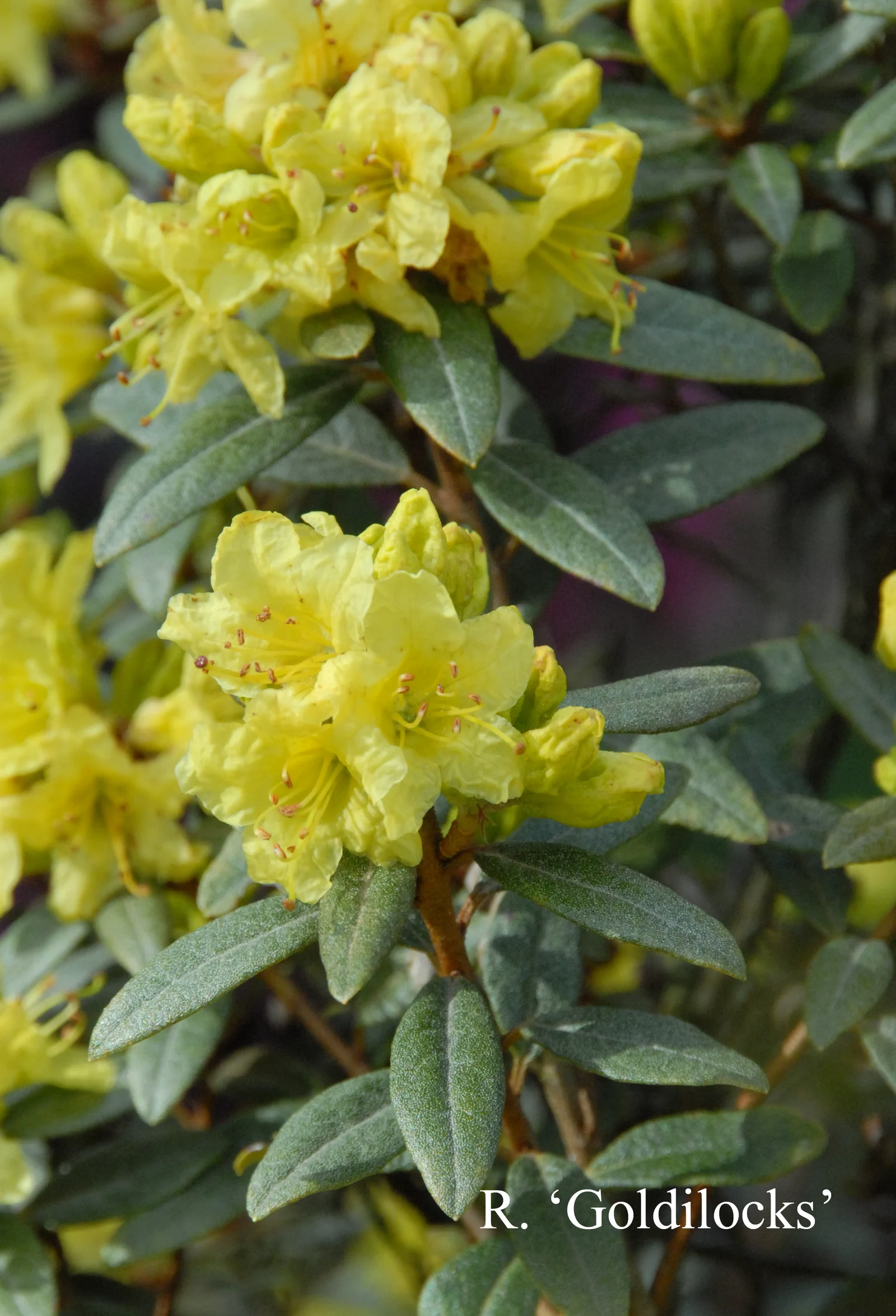 R. 'Goldilocks' photo of R. 'Goldilocks'. Location: Fearing's Farm Nursery, Abbotsford, BC, Canada. Photo by: Harold Fearing