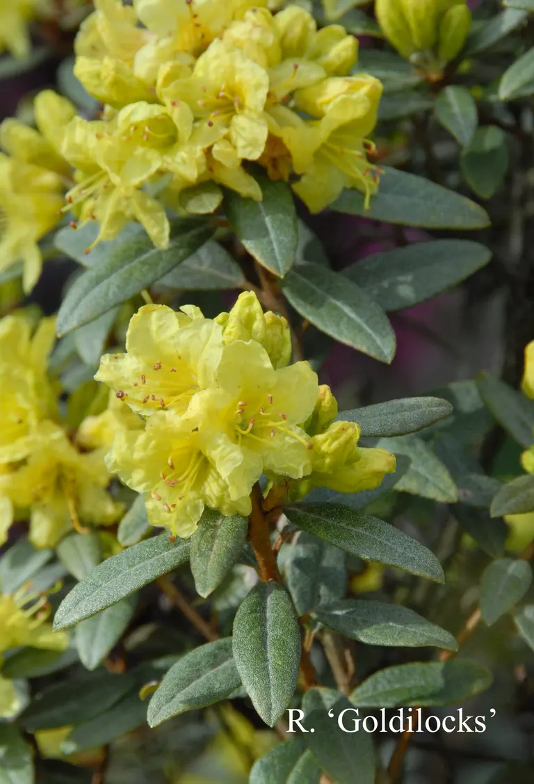 Photo of R. 'Goldilocks', Rhododendron Hybrid