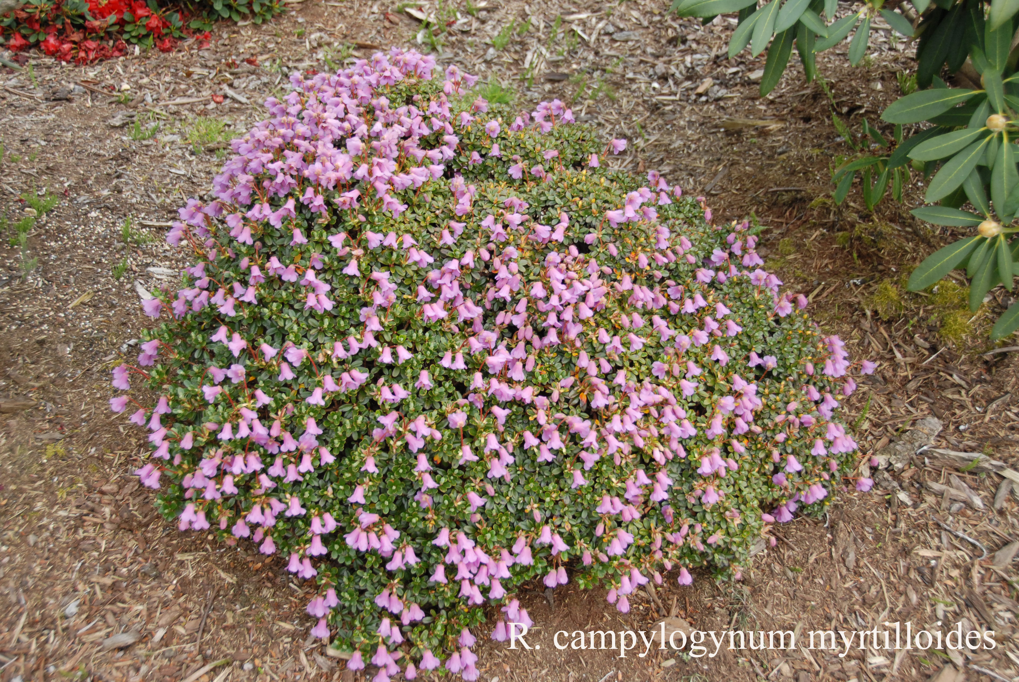 Rhododendron campylogynum Myrtilloides Group photo