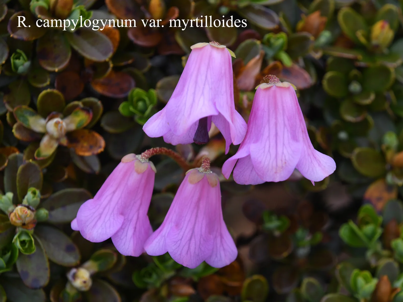 R. campylogynum Myrtilloides Group photo of R. campylogynum Myrtilloides Group. Location: Fearing's Farm Nursery, Abbotsford, BC, Canada. Photo by: Harold Fearing