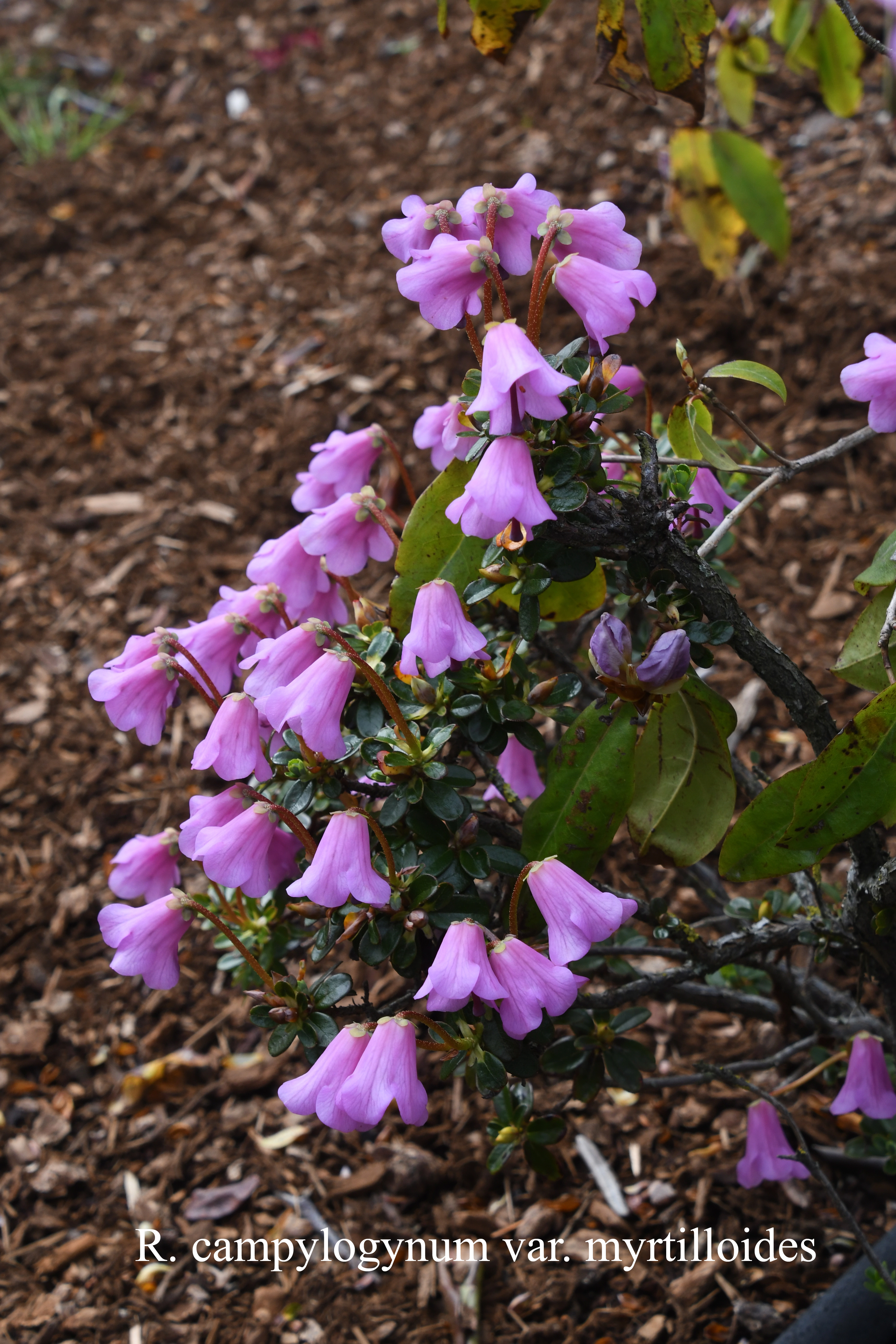 Rhododendron campylogynum Myrtilloides Group photo