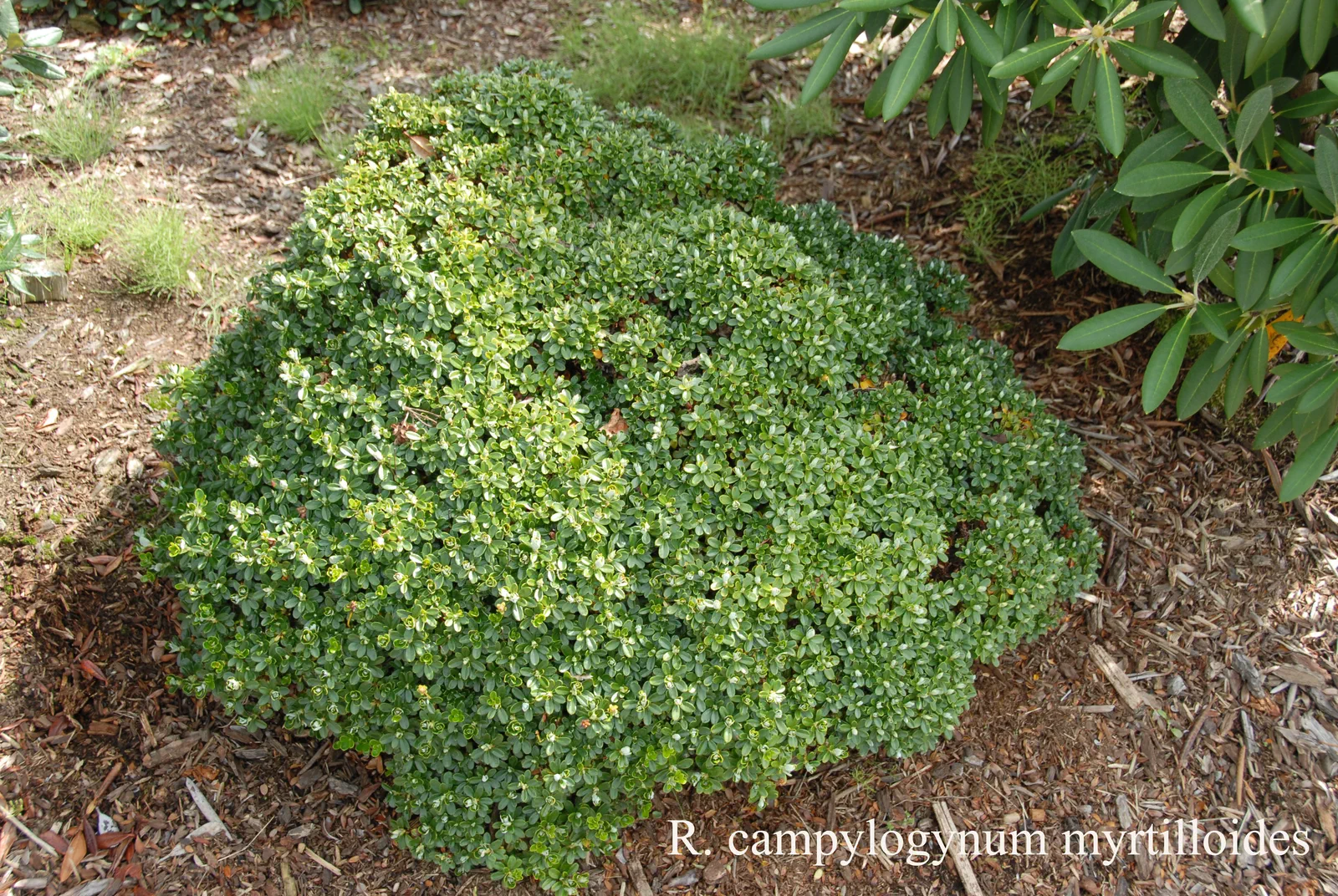 R. campylogynum Myrtilloides Group photo of R. campylogynum Myrtilloides Group. Plant. Location: Fearing's Farm Nursery, Abbotsford, BC, Canada. Photo by: Harold Fearing
