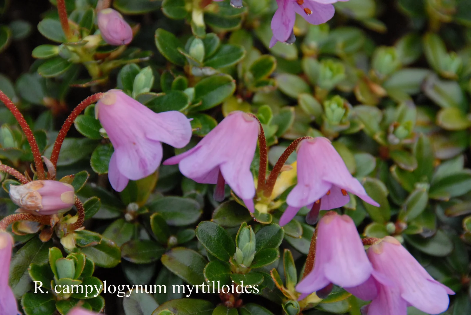 R. campylogynum Myrtilloides Group photo of R. campylogynum Myrtilloides Group. Location: Fearing's Farm Nursery, Abbotsford, BC, Canada. Photo by: Harold Fearing