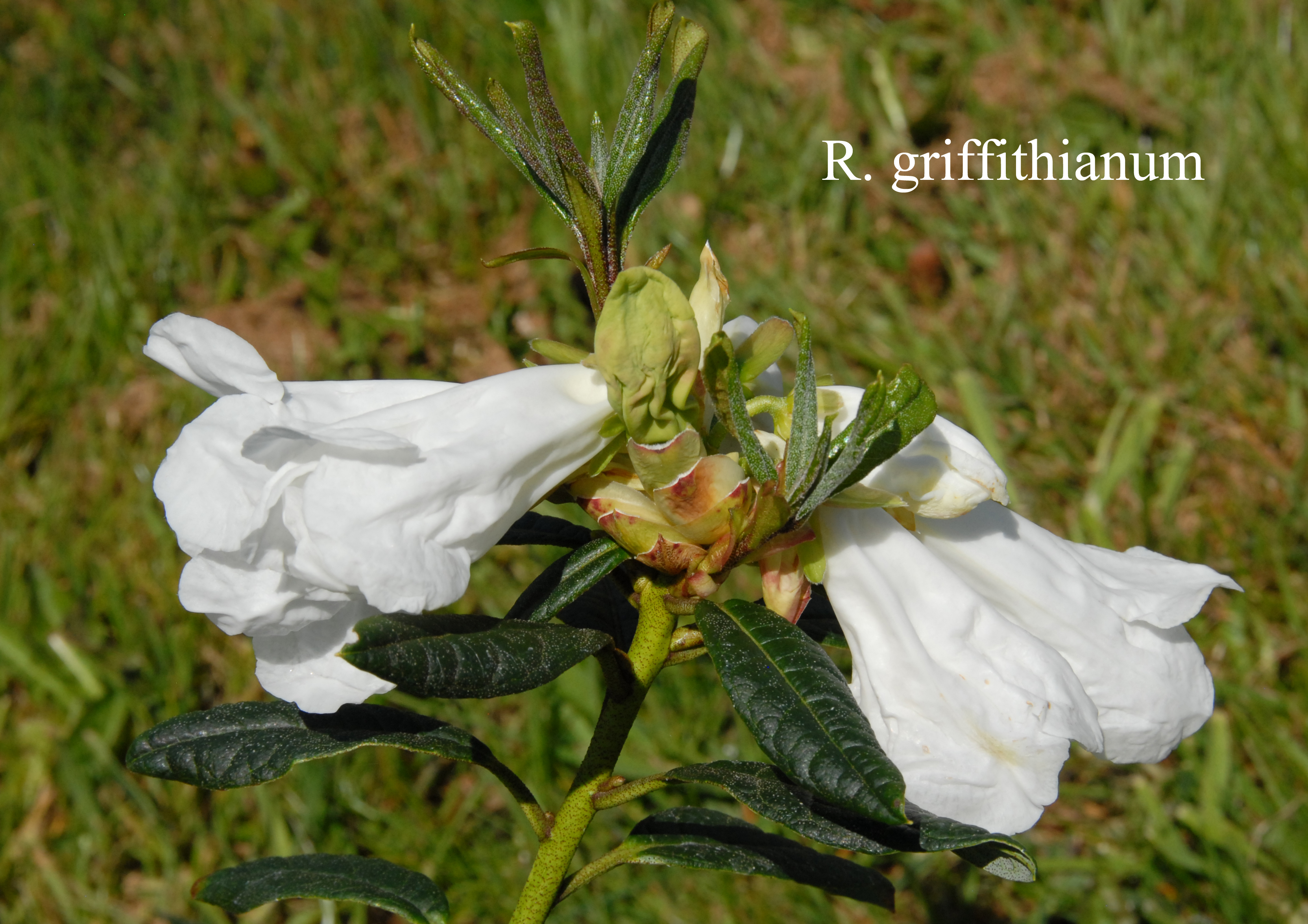 Rhododendron griffithianum photo