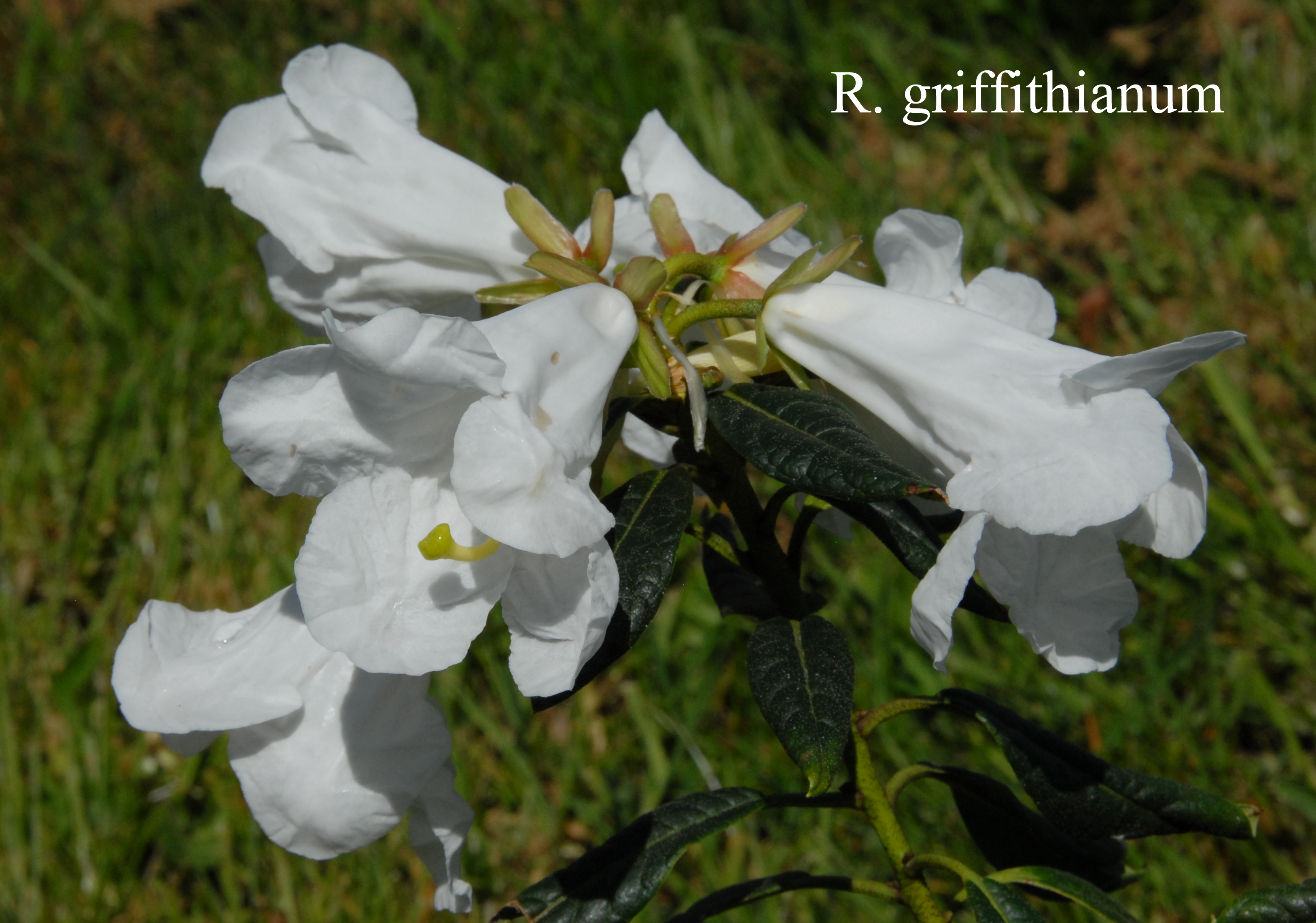 Rhododendron griffithianum photo
