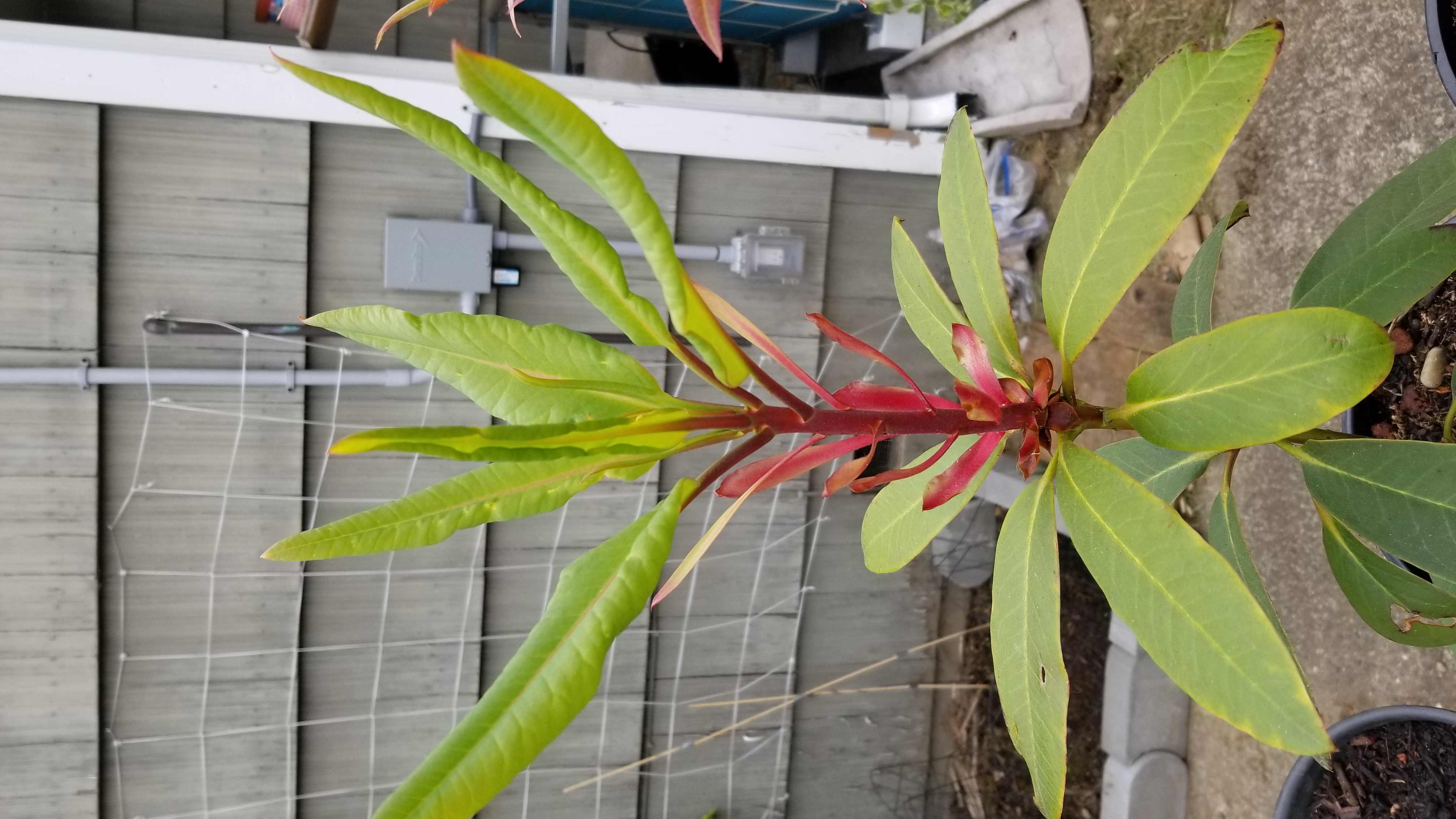 Rhododendron griffithianum photo