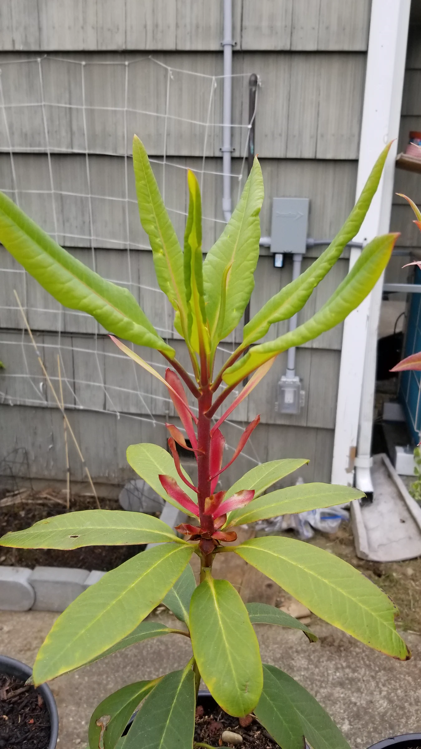 R. griffithianum photo of R. griffithianum. R. griffithianum 2020/114 RSBG new growth.. Location: Private Garden Seatac, WA, USA. Photo by: Thatrhodylady