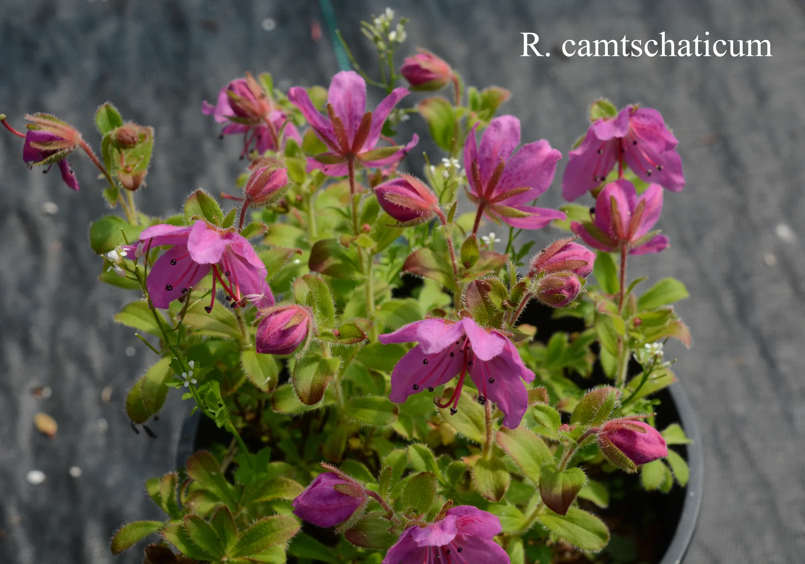 R. camtschaticum ssp camtschaticum photo of R. camtschaticum ssp camtschaticum. ARS-09-143. Location: Fearing's Farm Nursery, Abbotsford, BC, Canada. Photo by: Harold Fearing