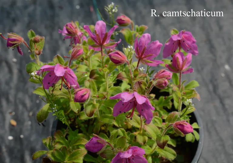 Photo of R. camtschaticum ssp camtschaticum, Species