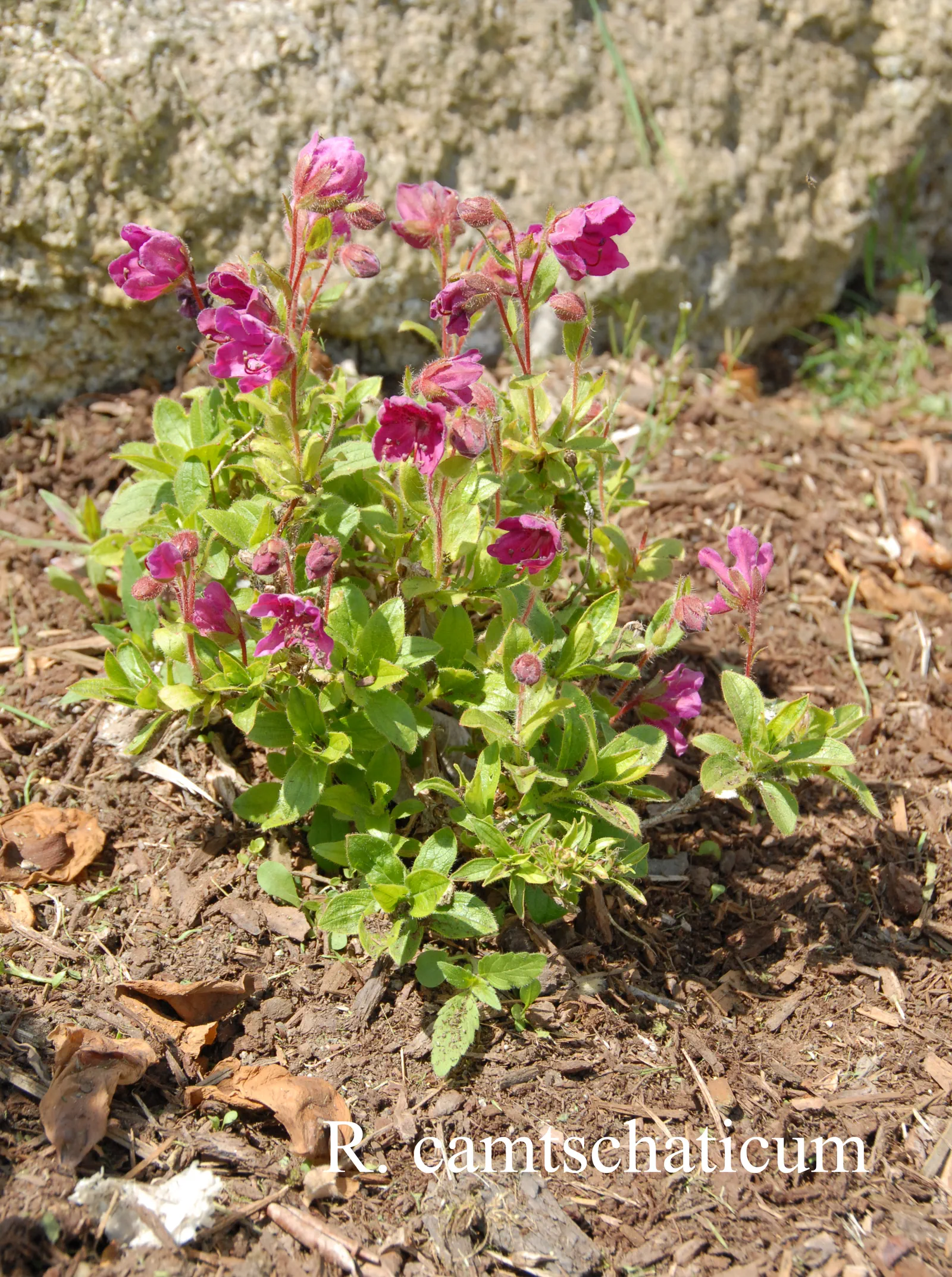 R. camtschaticum ssp camtschaticum photo of R. camtschaticum ssp camtschaticum. Location: Fearing's Farm Nursery, Abbotsford, BC, Canada. Photo by: Harold Fearing