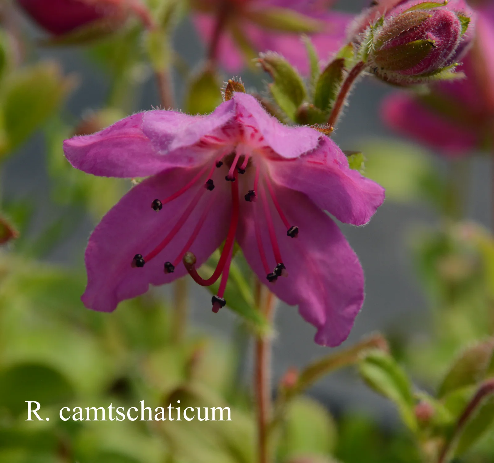 R. camtschaticum ssp camtschaticum photo of R. camtschaticum ssp camtschaticum. ARS-09-143. Location: Fearing's Farm Nursery, Abbotsford, BC, Canada. Photo by: Harold Fearing