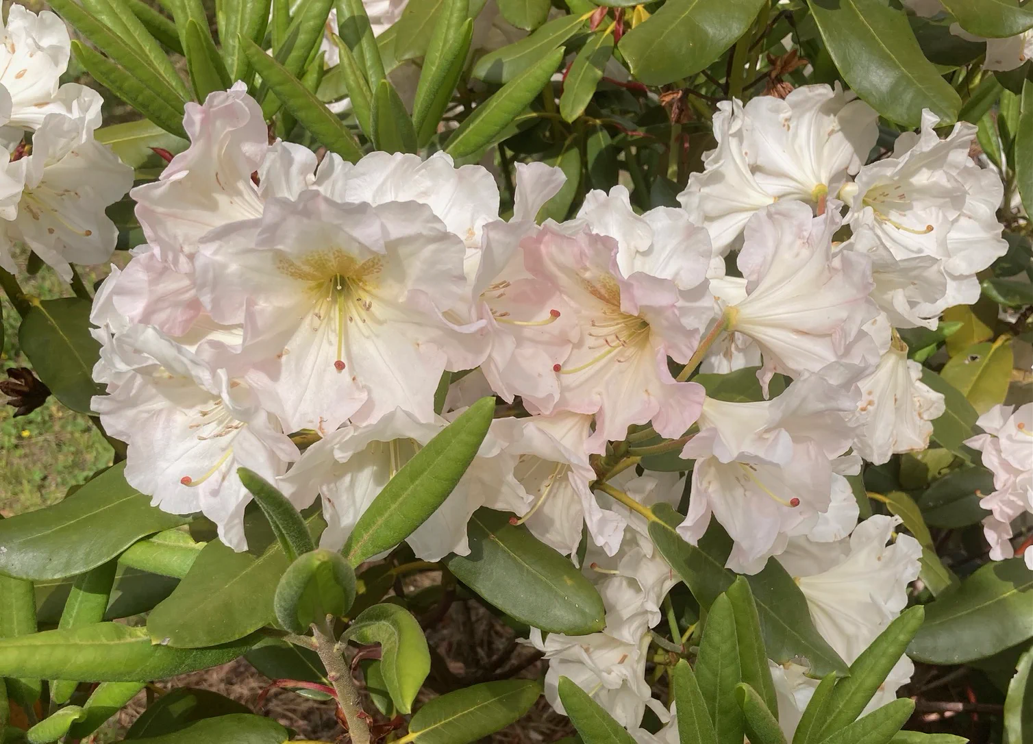 R. 'Heritage Pastel Perfume' photo of R. 'Heritage Pastel Perfume'. Opens slightly pink fades to White. Location: Martha's Vineyard, MA z7a. Photo by: Peter Norris