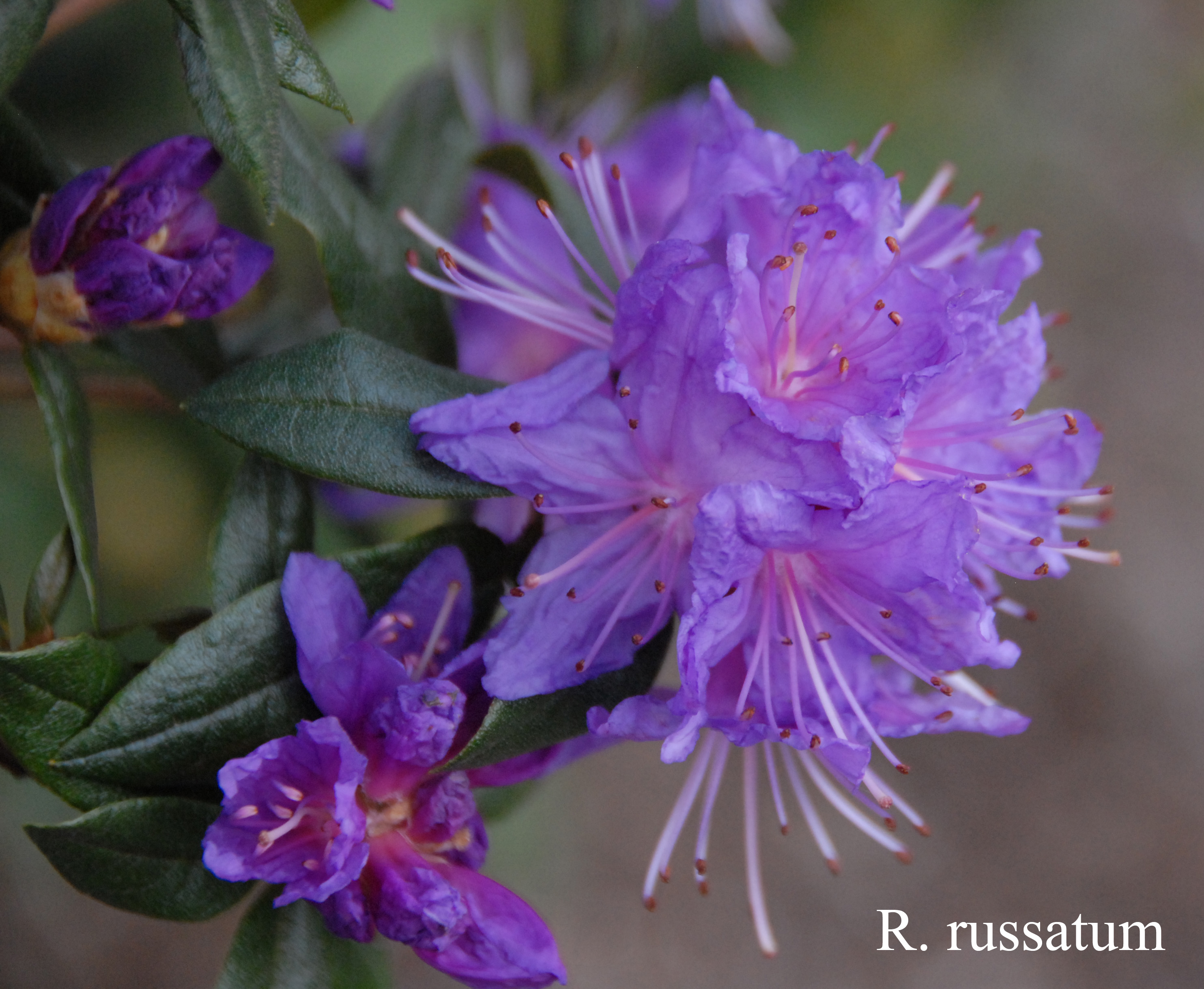 Rhododendron russatum photo