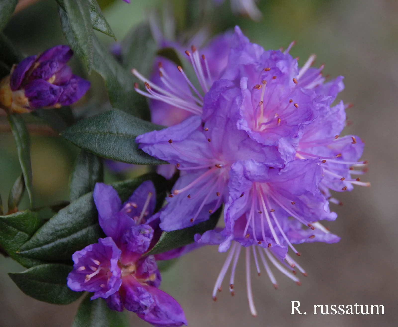 R. russatum photo of R. russatum. Location: Fearing's Farm Nursery, Abbotsford, BC, Canada. Photo by: Harold Fearing