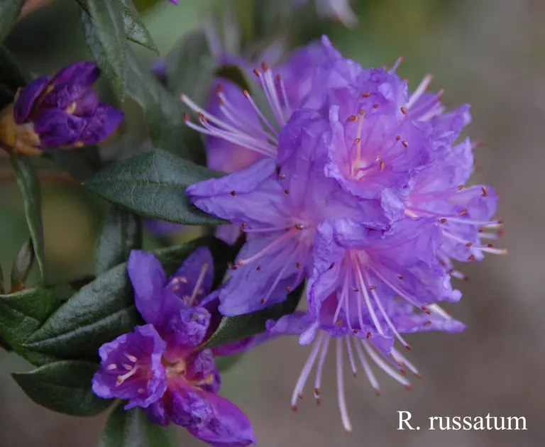 Photo of R. russatum, Species