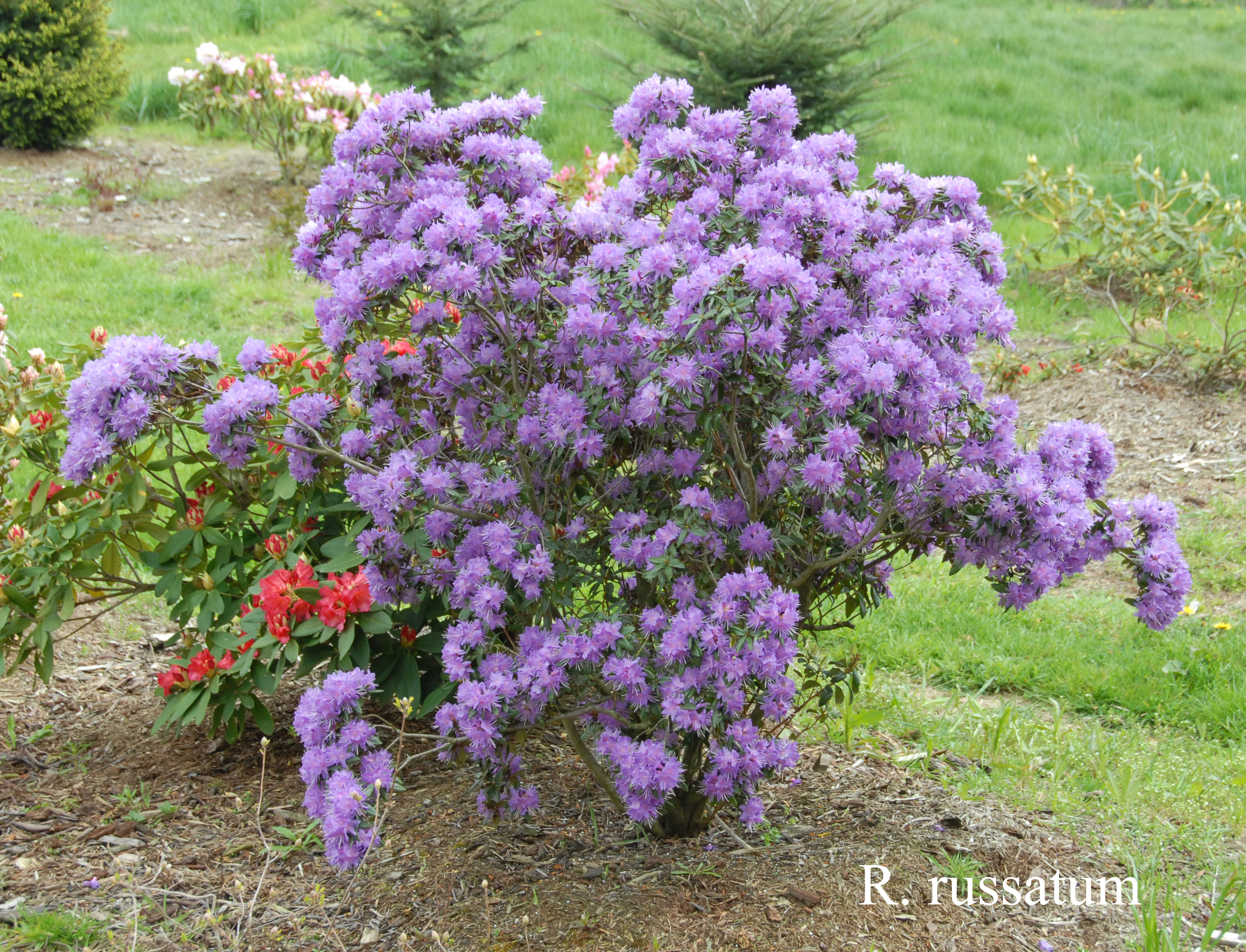 Rhododendron russatum photo