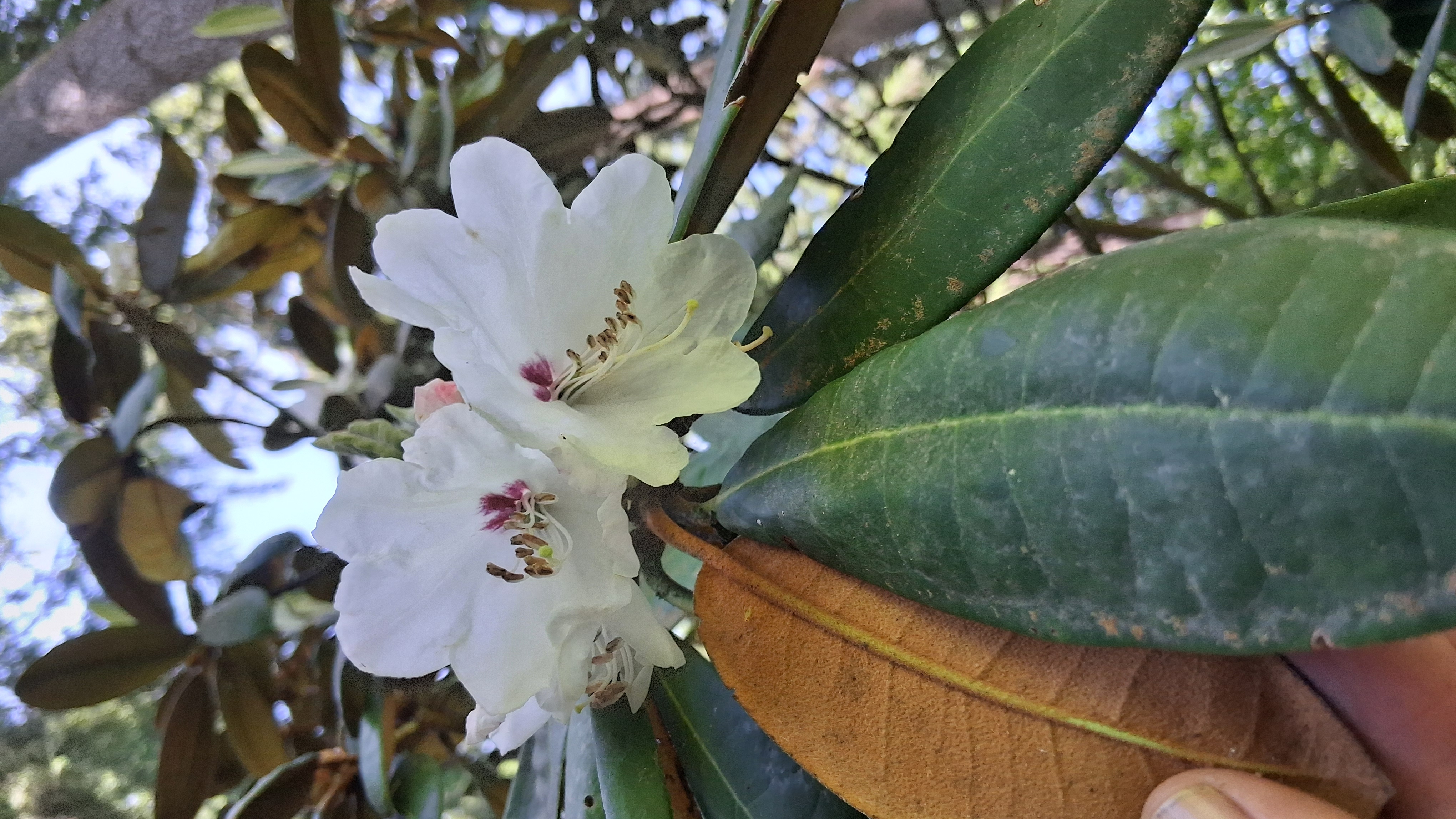 Rhododendron galactinum photo