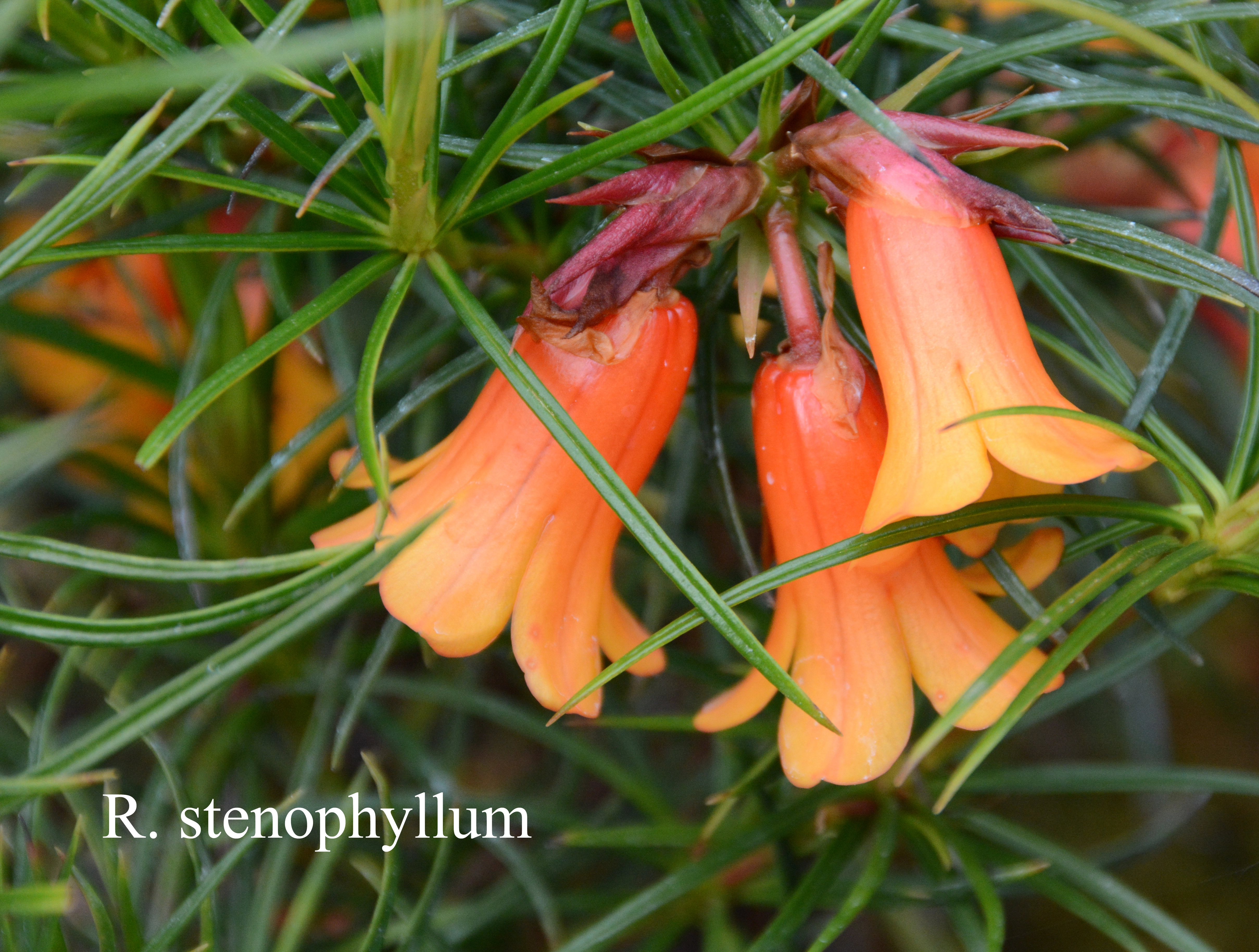 Rhododendron stenophyllum ssp stenophyllum photo