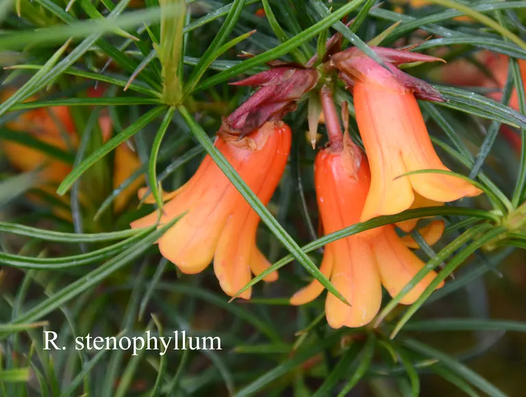 Photo of R. stenophyllum ssp stenophyllum, Species