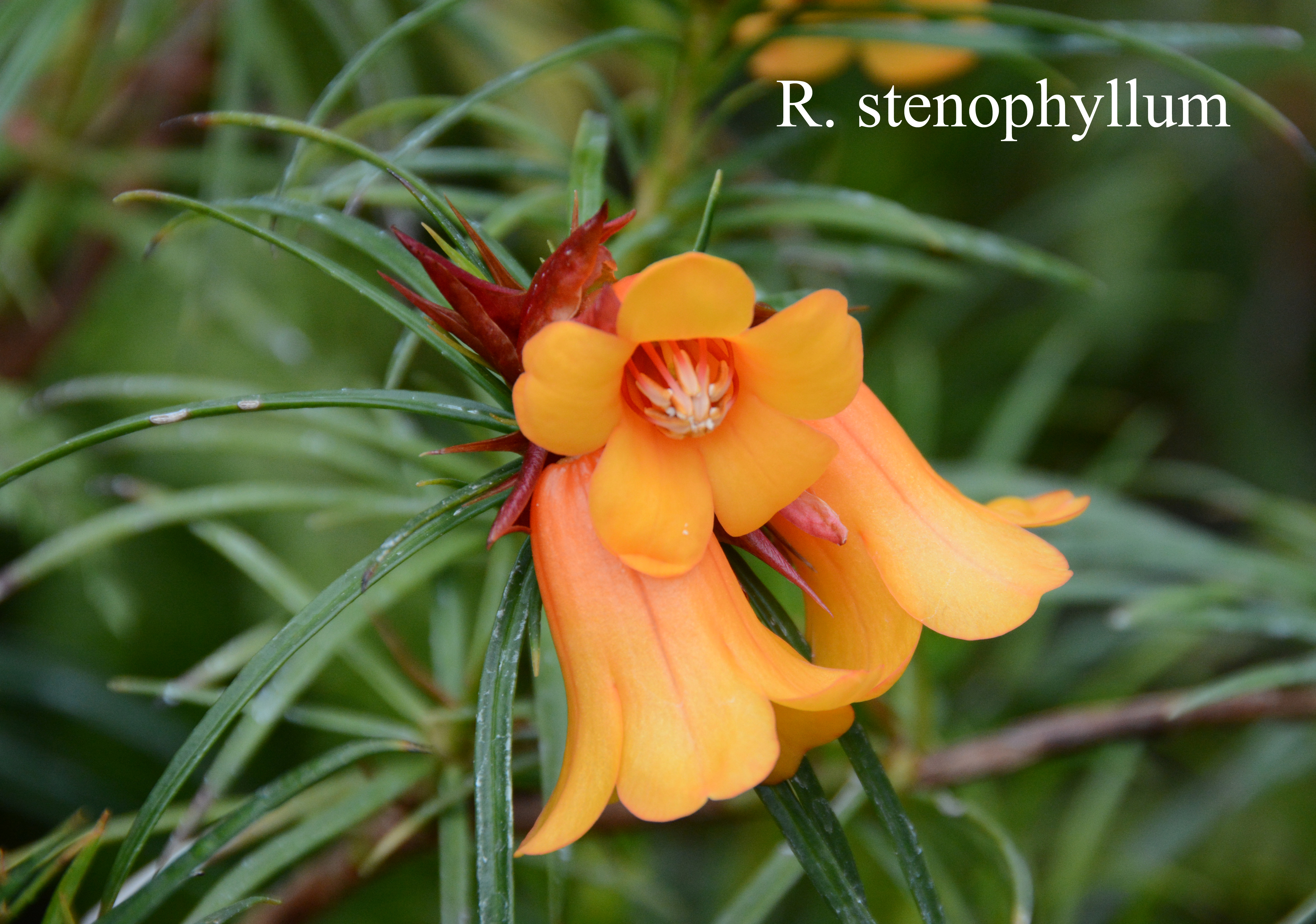 Rhododendron stenophyllum ssp stenophyllum photo