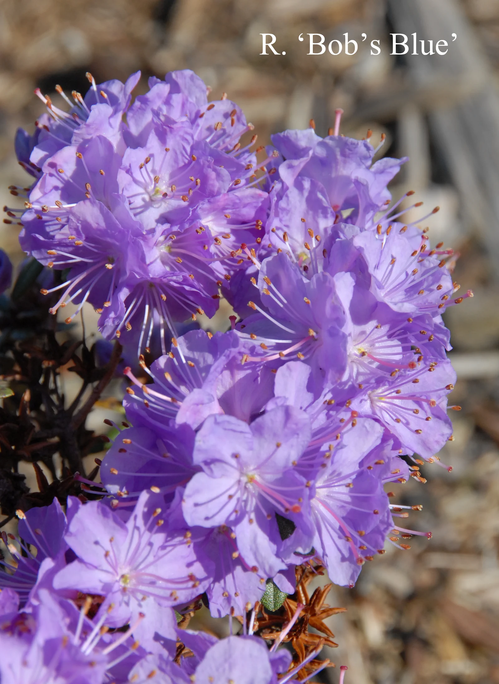 R. 'Bob's Blue' photo of R. 'Bob's Blue'. Location: Fearing's Farm Nursery, Abbotsford, BC, Canada. Photo by: Harold Fearing
