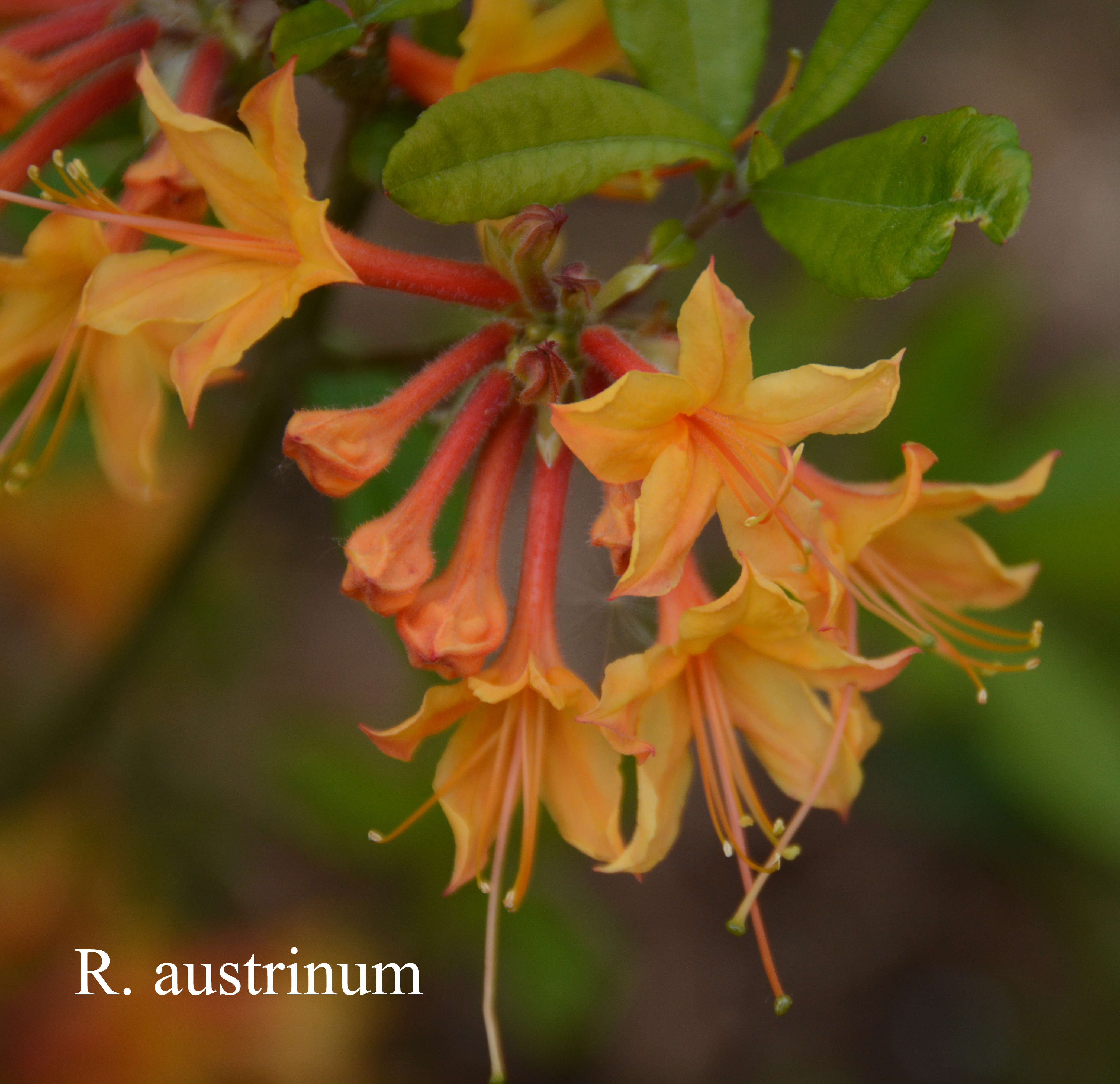 Rhododendron austrinum photo